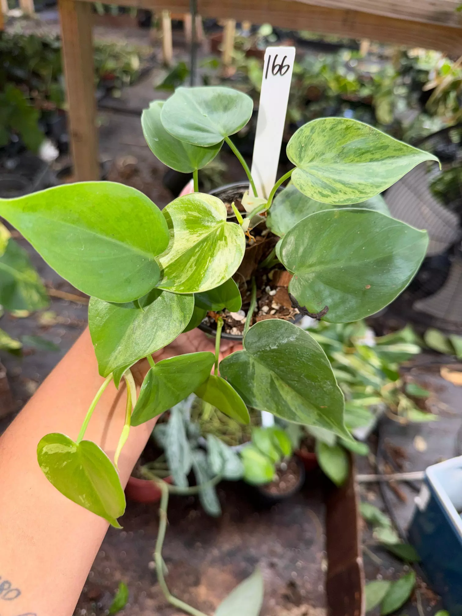 plant/PHILODENDRON CORDATUM VAR 4" 166P-0