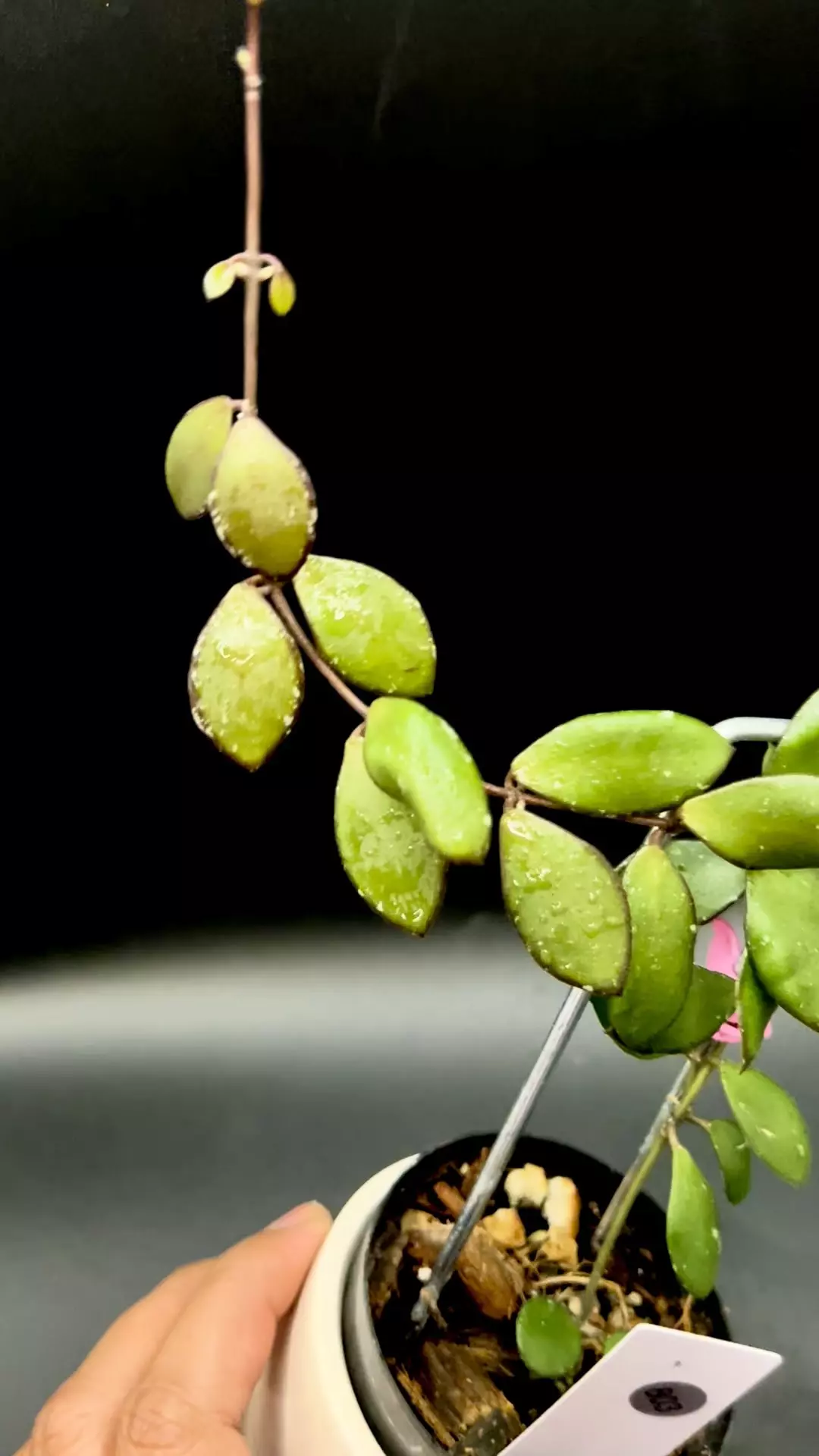 plant/Hoya Kalimantan Mini Coin-0