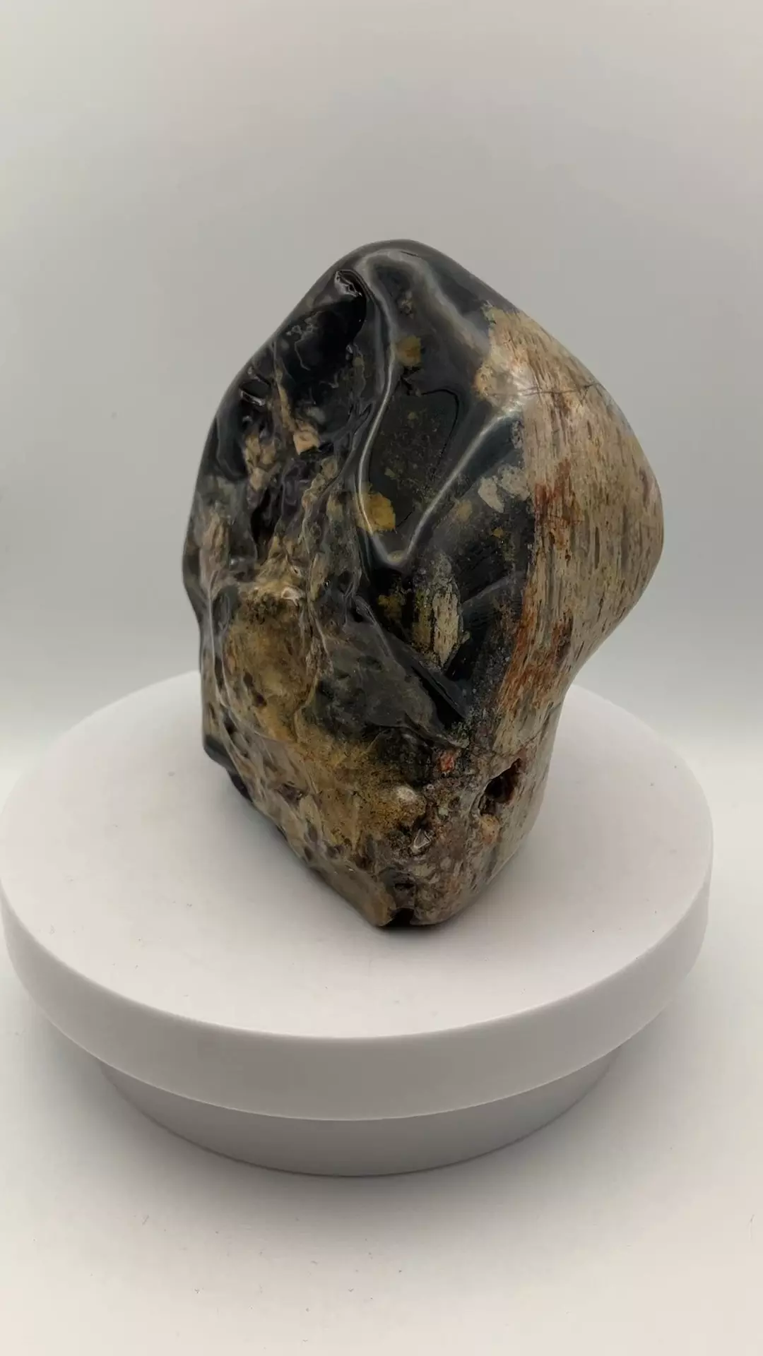 plant/Opalized Dino Bone - Polished - 1lb 14.70oz-4