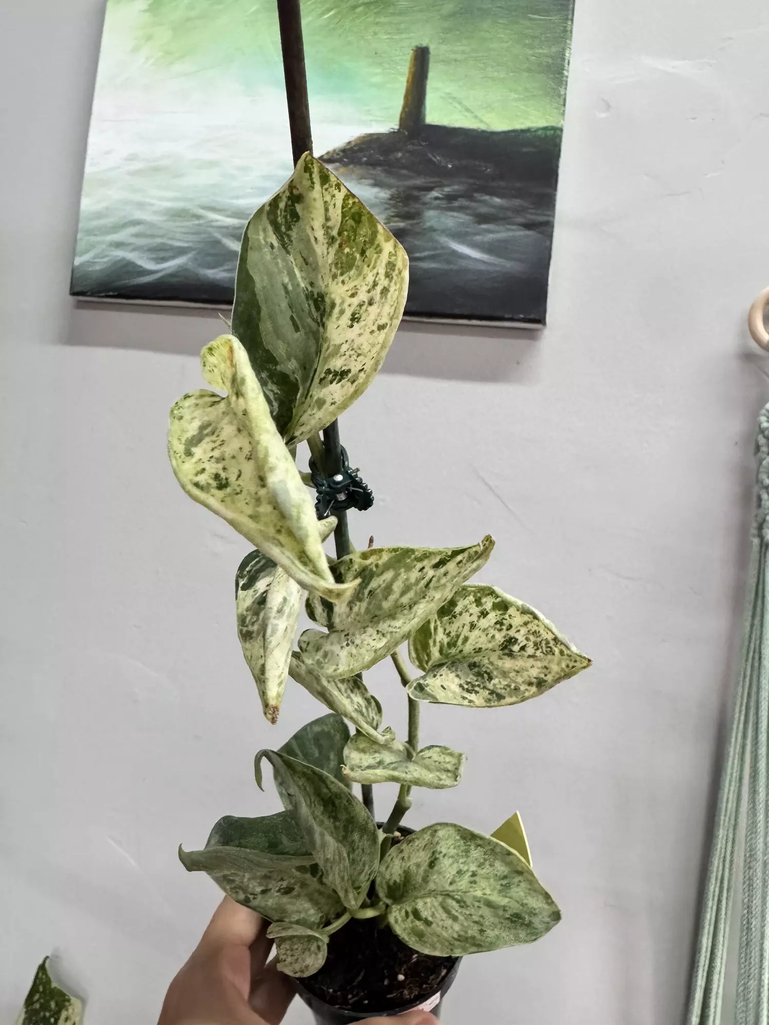 plant/3188 Peasun-0