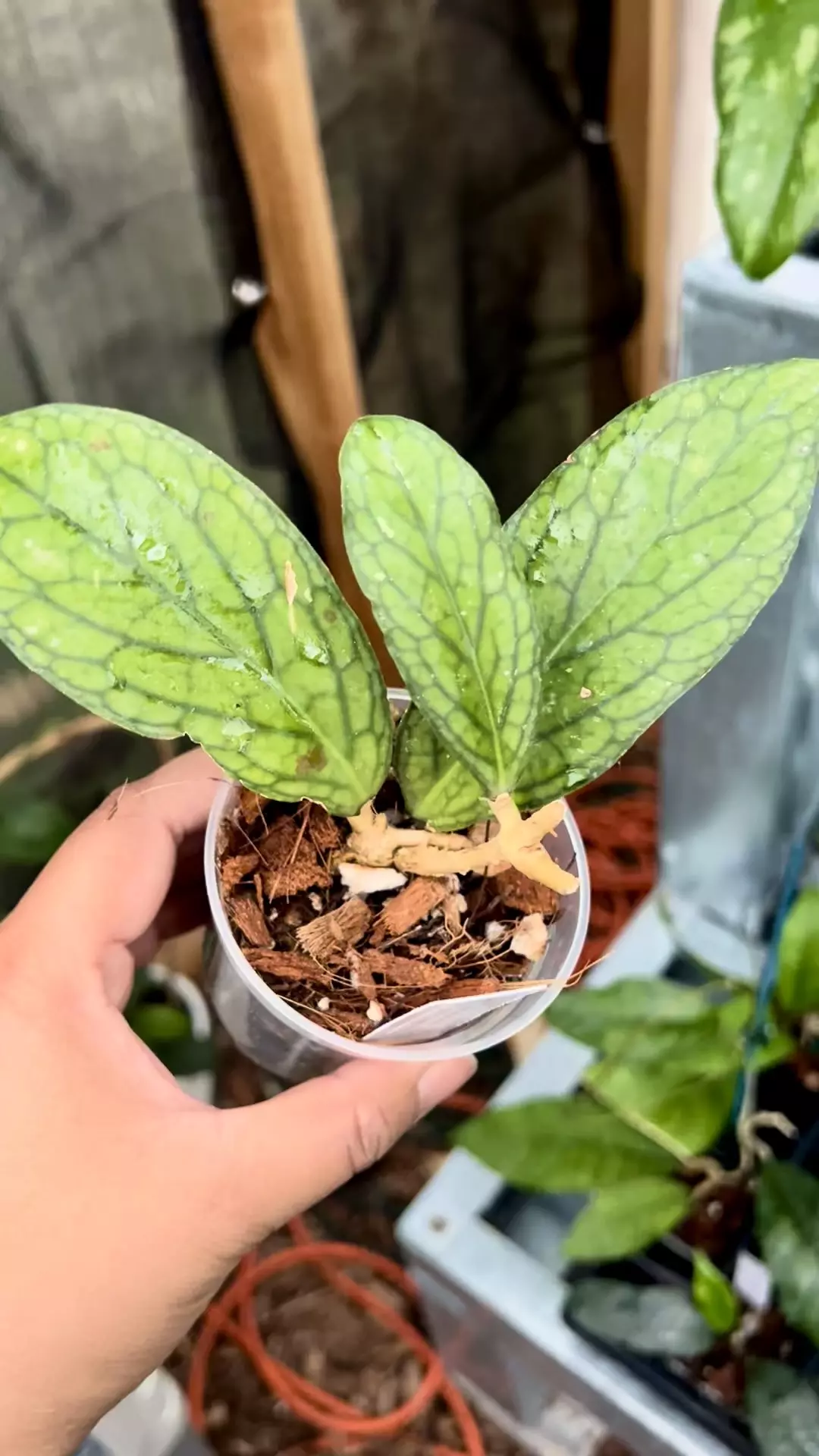 plant/Hoya Limau Kapas-0