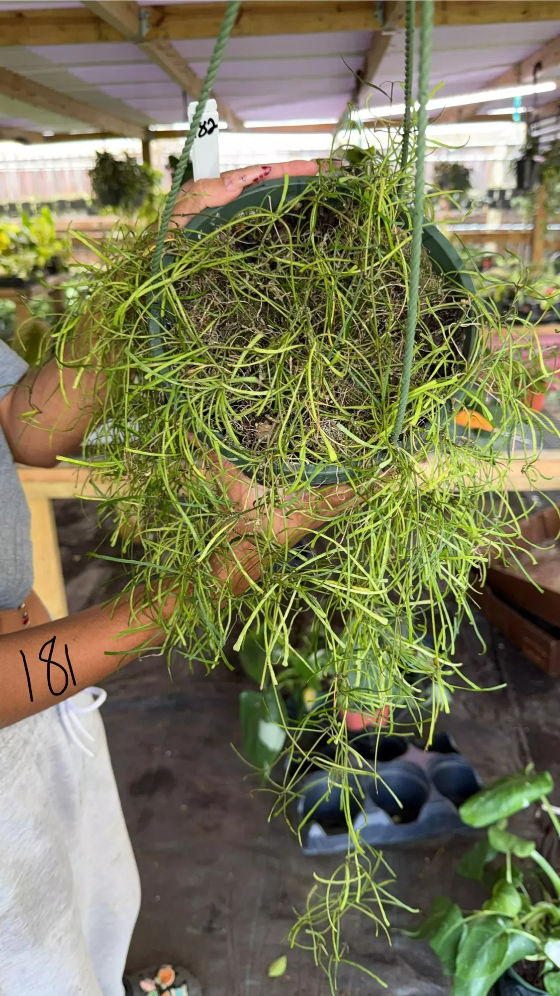 plant/HOYA RETUSA 8" 181P-0