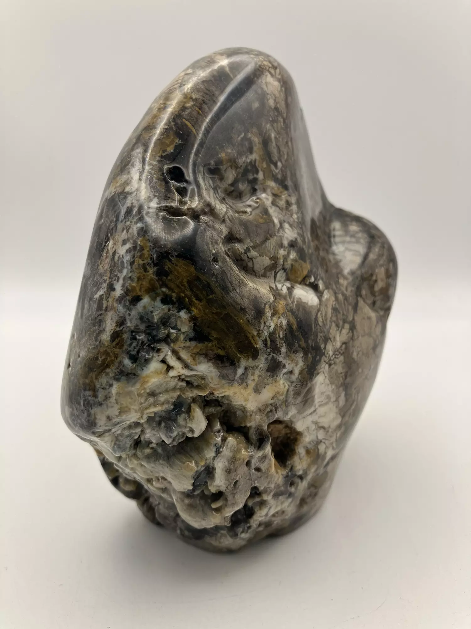 plant/Hampton Butte Petrified Wood - Agatized & Opalized - 1lb 13.85oz-1