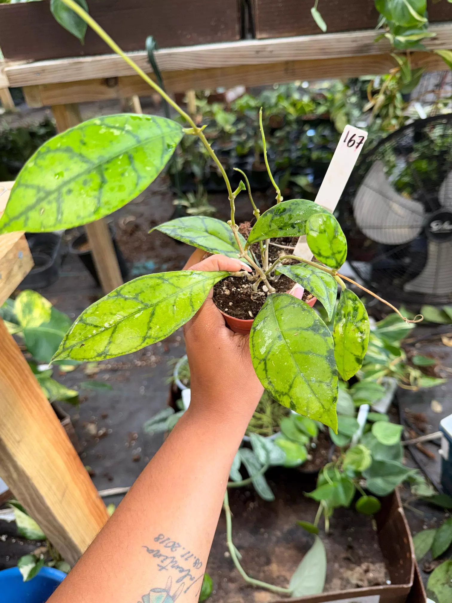 plant/HOYA CALLISTOPHYLLA BLACK CAT 4” 167P-0