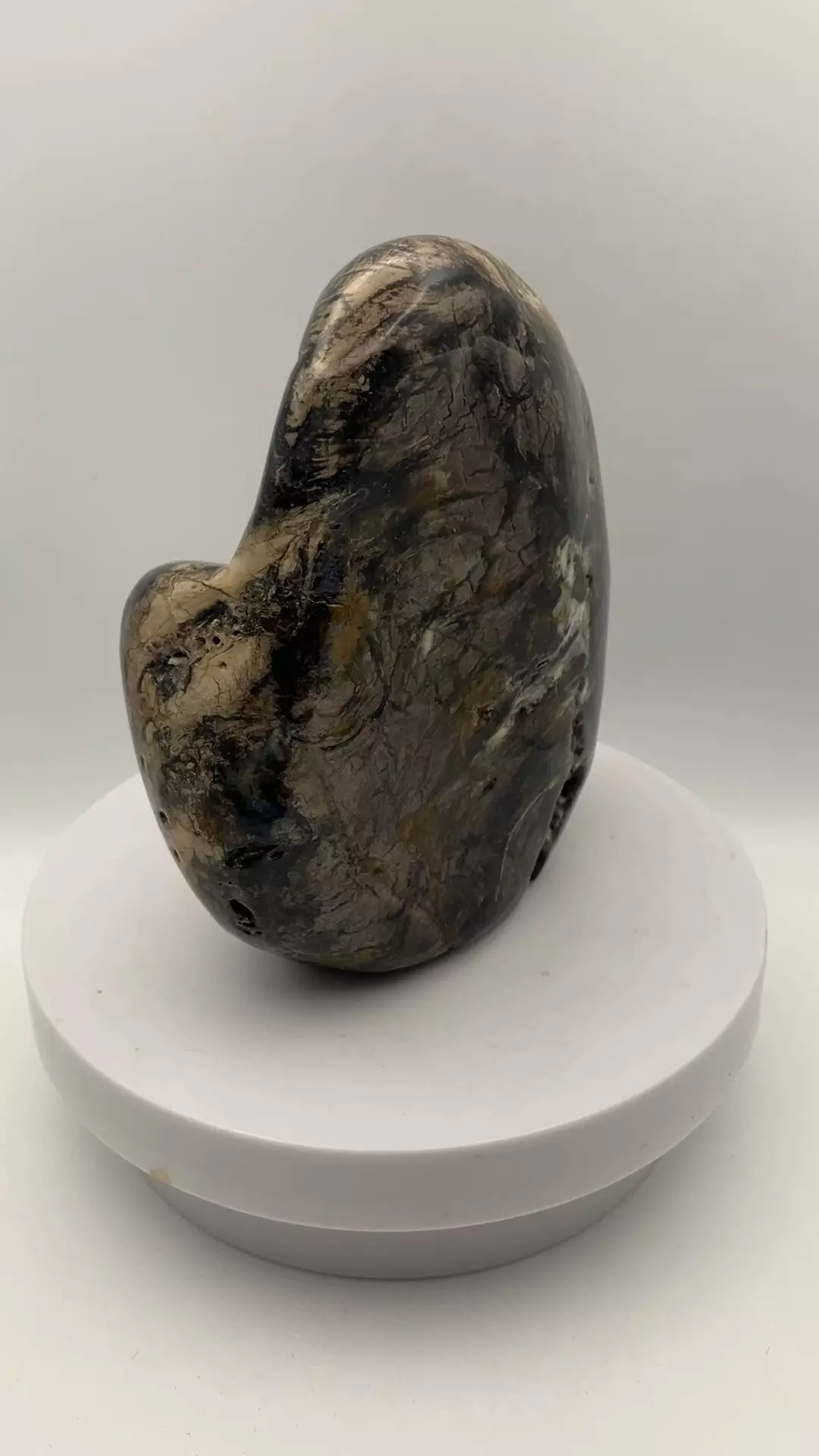 plant/Hampton Butte Petrified Wood - Agatized & Opalized - 1lb 13.85oz-4