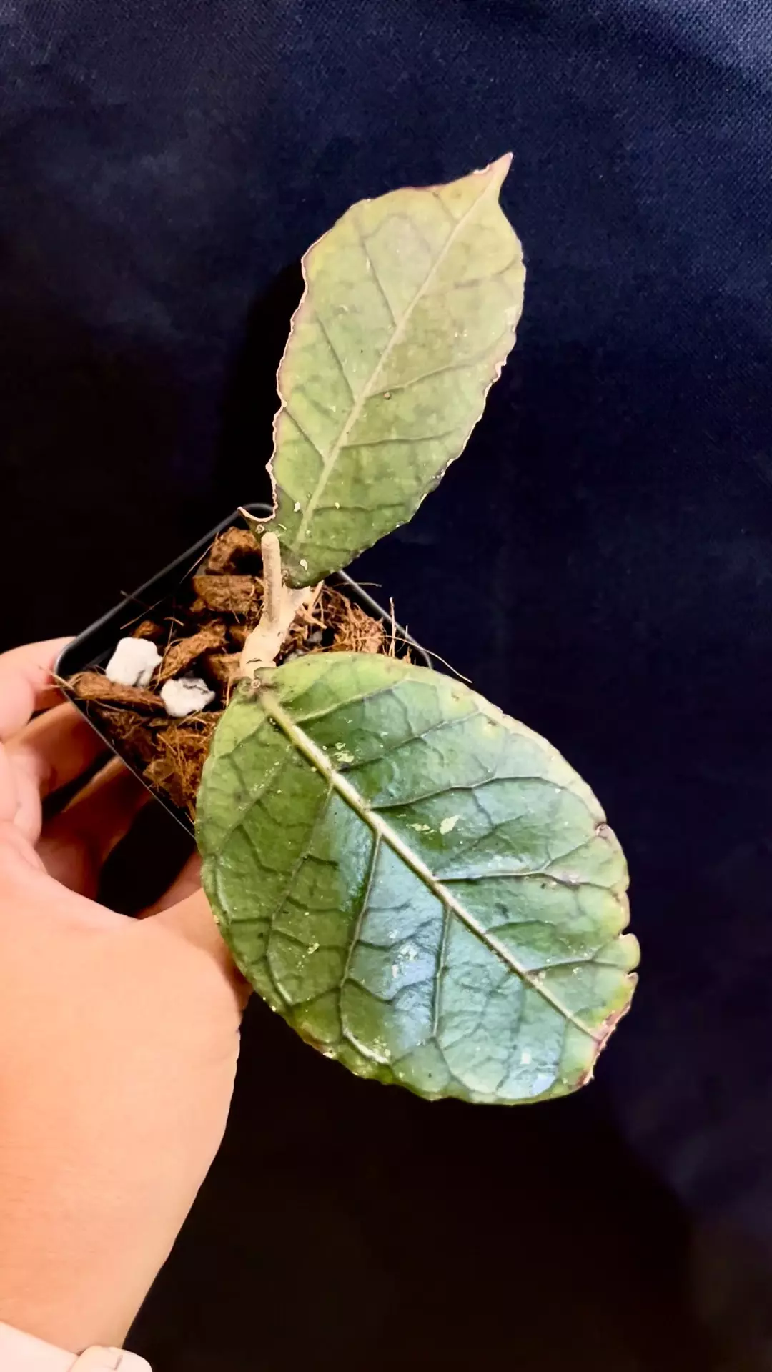plant/Hoya Aceh Round 🦄-0
