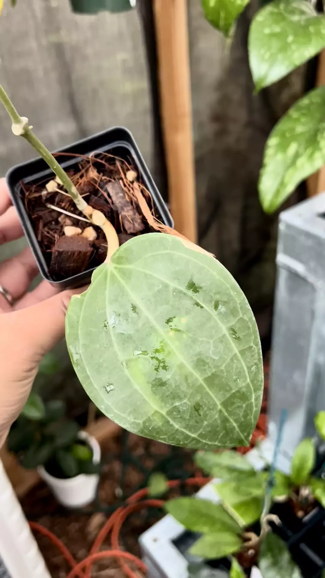 plant/Hoya Dinner Plate -0