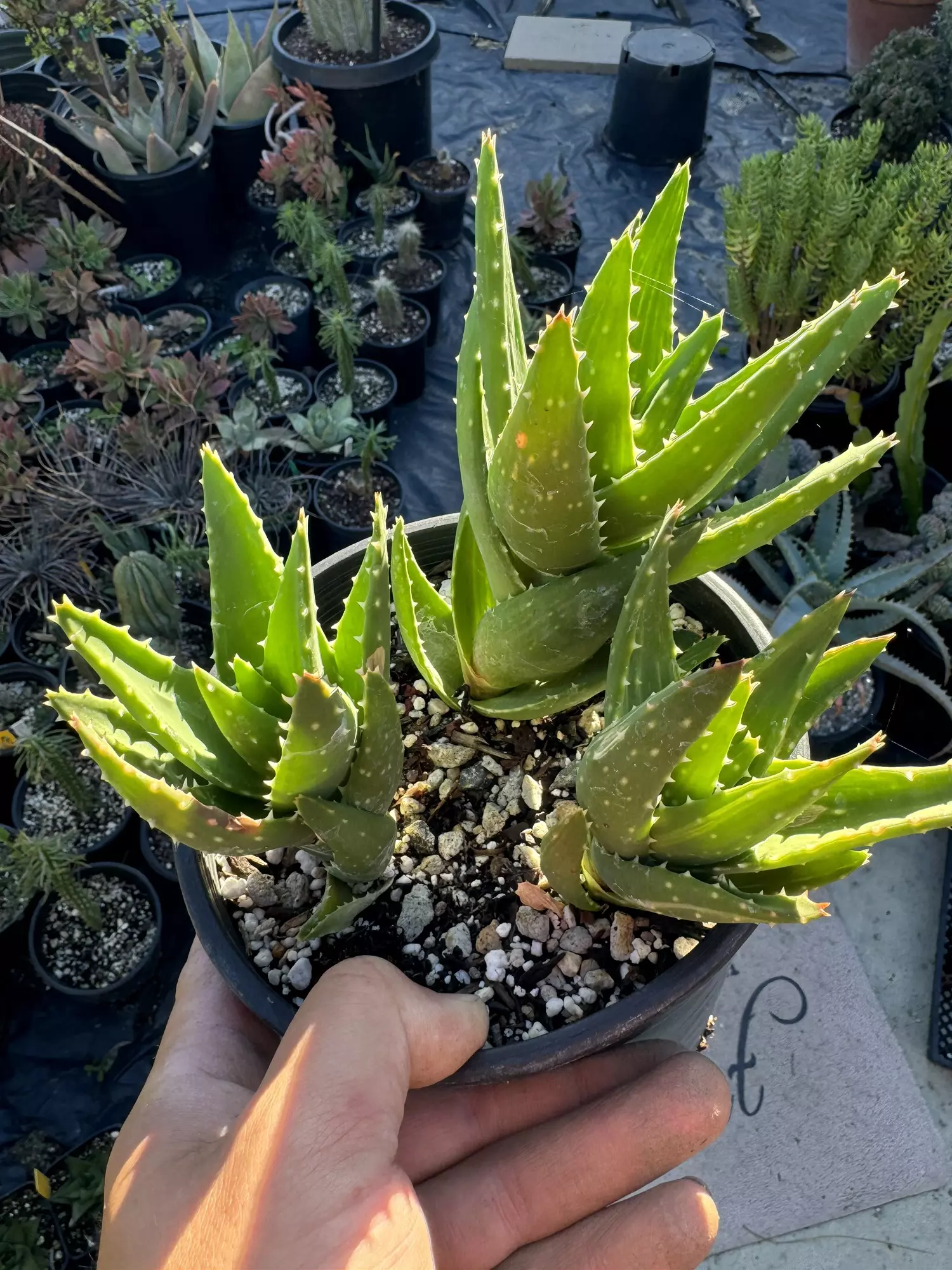 plant/Aloe Nobilis x3 plants-0