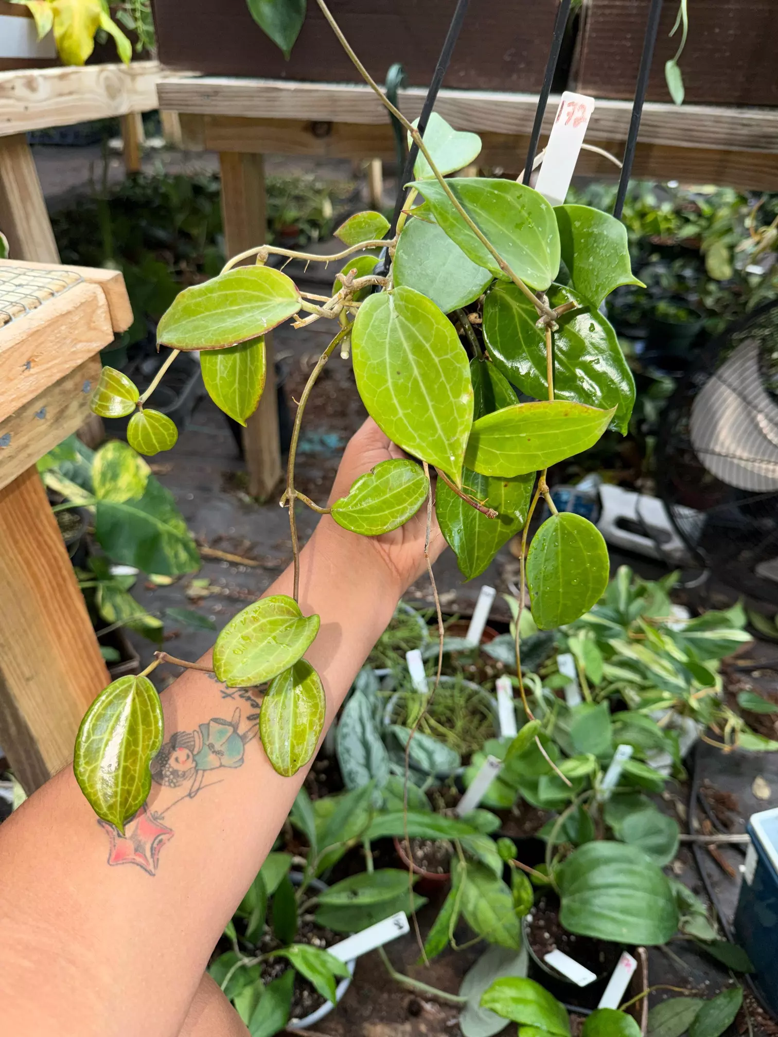plant/HOYA merilli  5" 172P-0