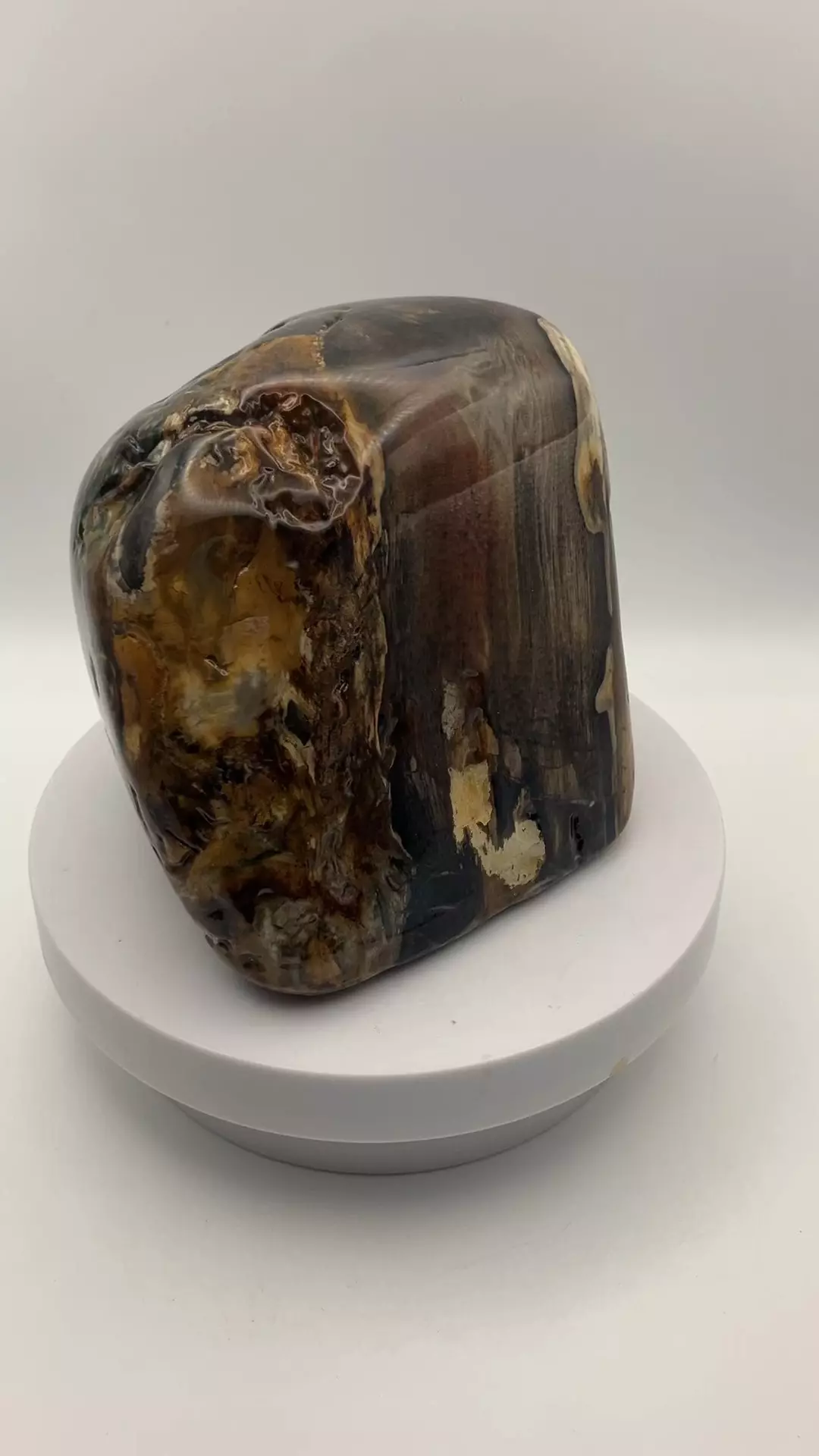 plant/Hampton Butte Petrified Wood - Agatized & Opalized - 3lbs-4