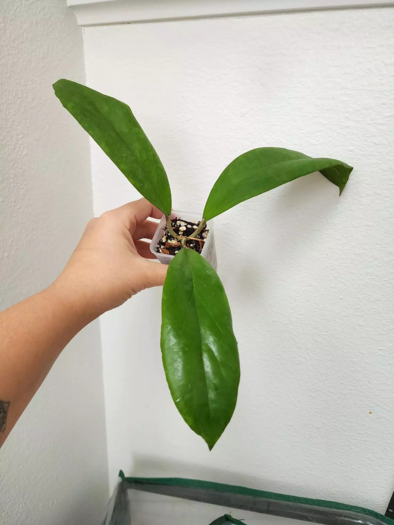 plant/Hoya RHM (lost tag 🙃)-0