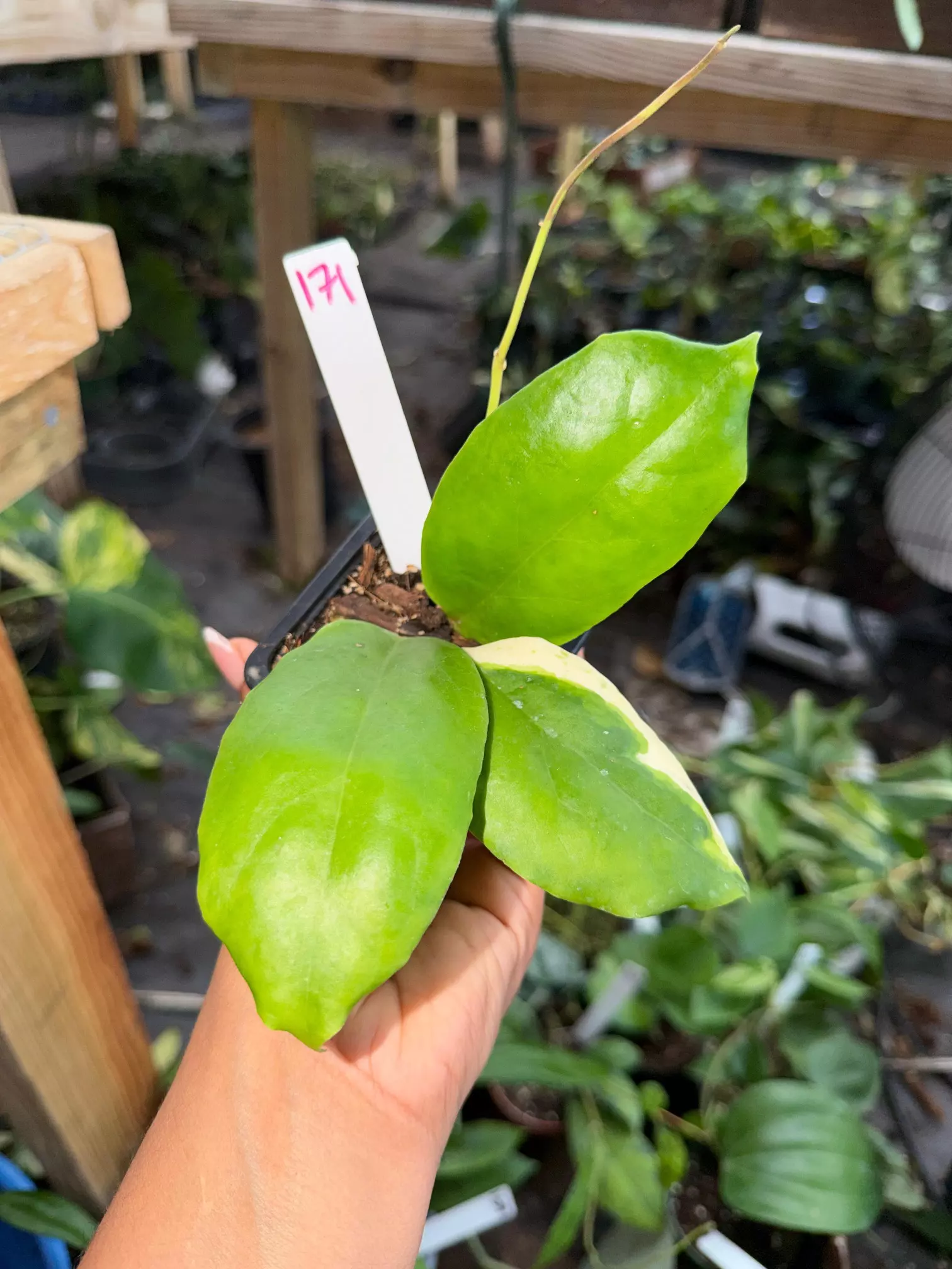 plant/HOYA INCRASSATA 3" 171P-0