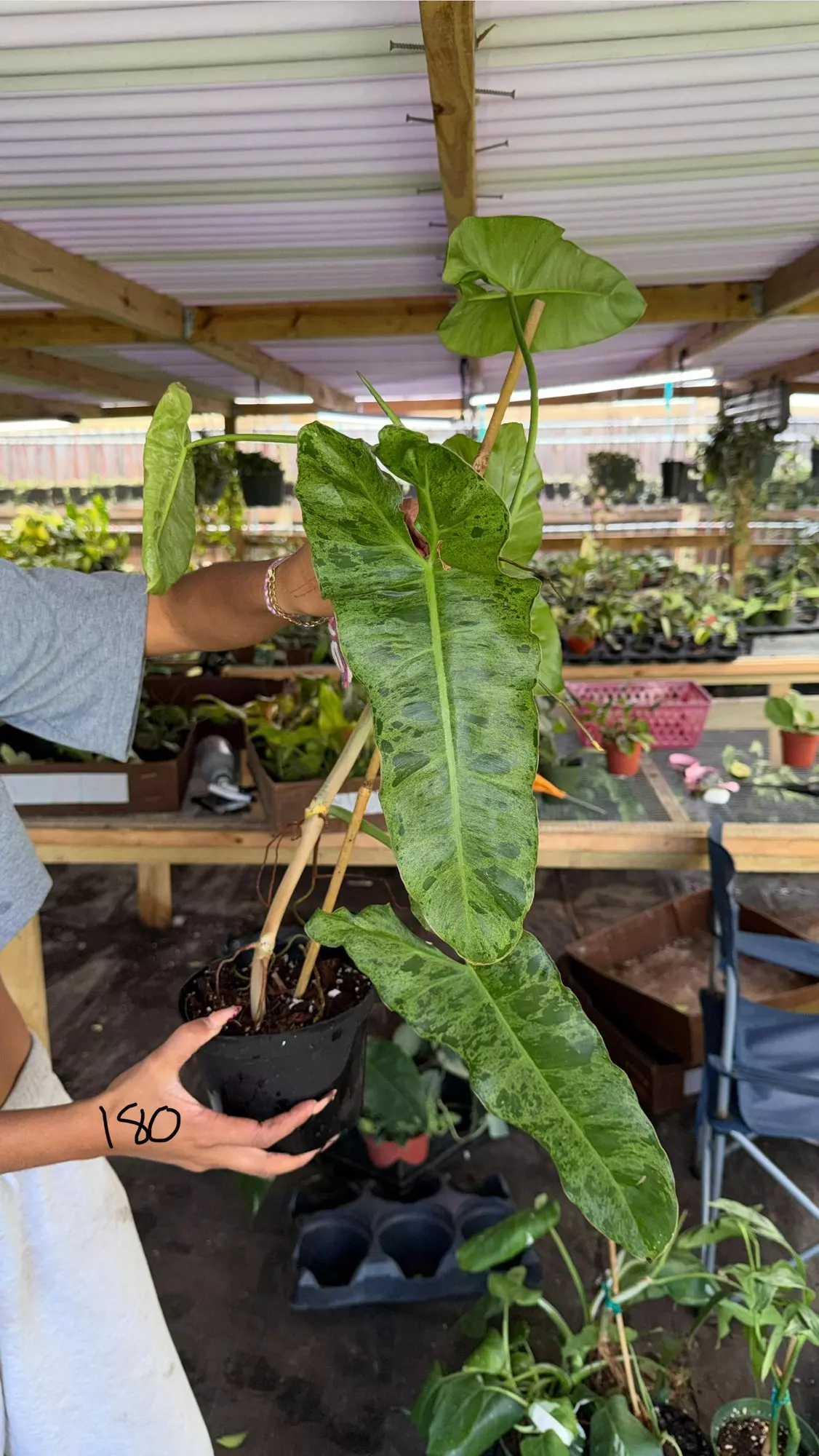 plant/PHILODENDRON PARAISO VERDE 6” 180P-0