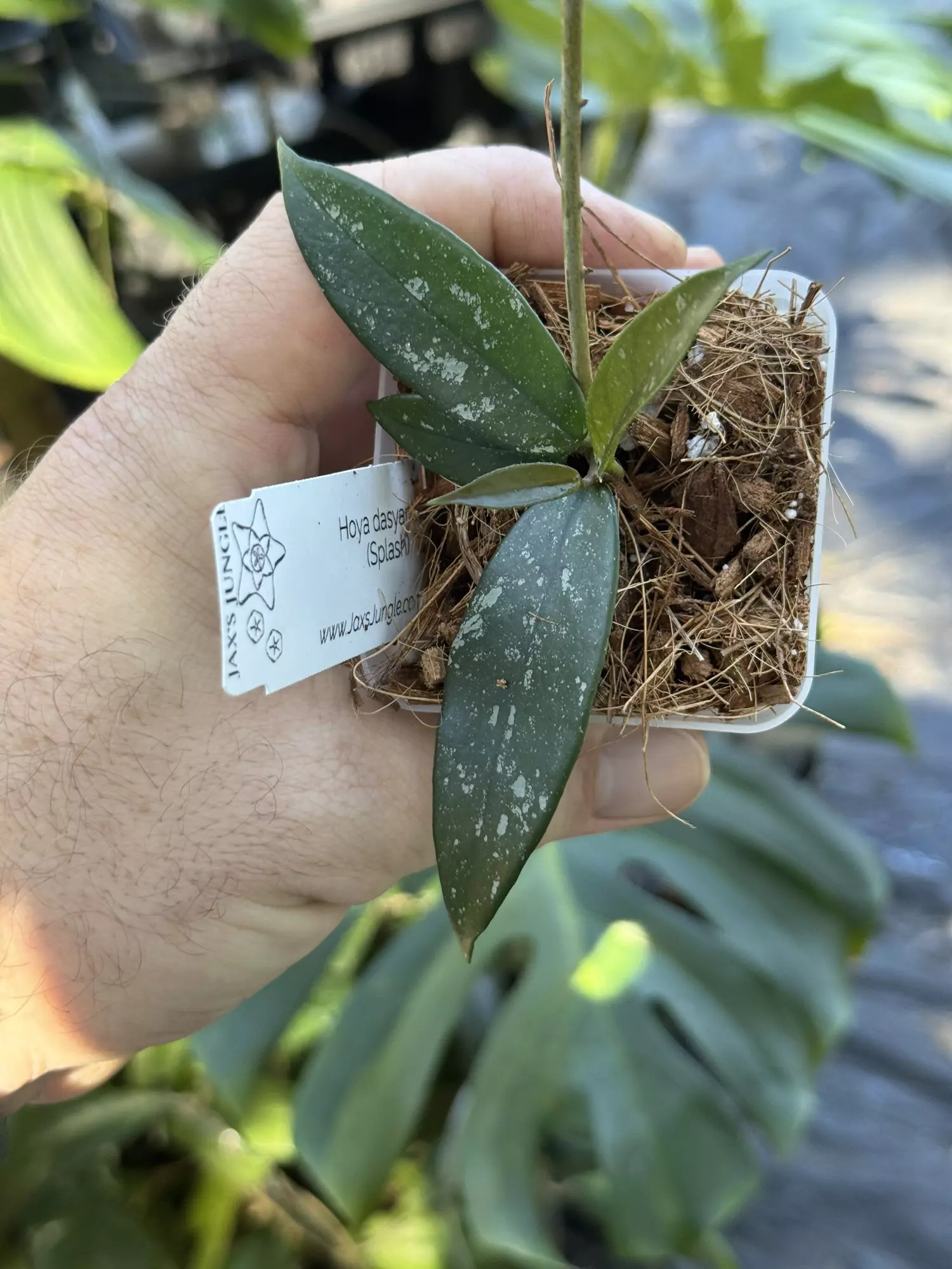 plant/Hoya dasyantha splash-0
