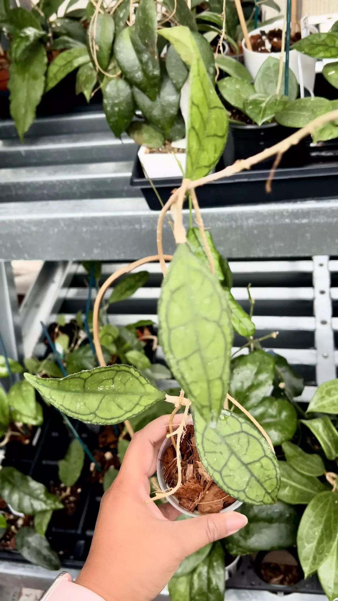 plant/Hoya AH 029 finlaysonii  w/ Peduncle (fuzzy leaves)-0