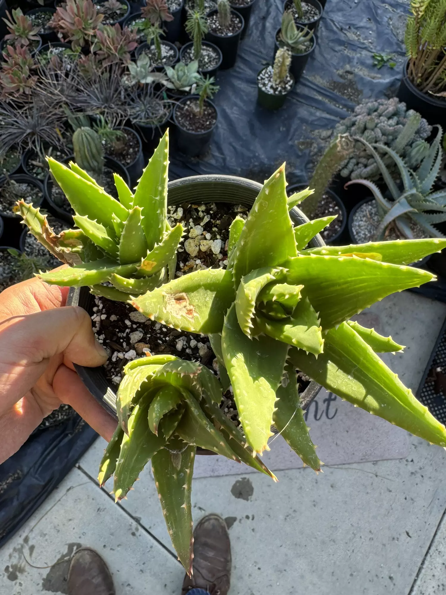 plant/Aloe Nobilis x3 plants-1