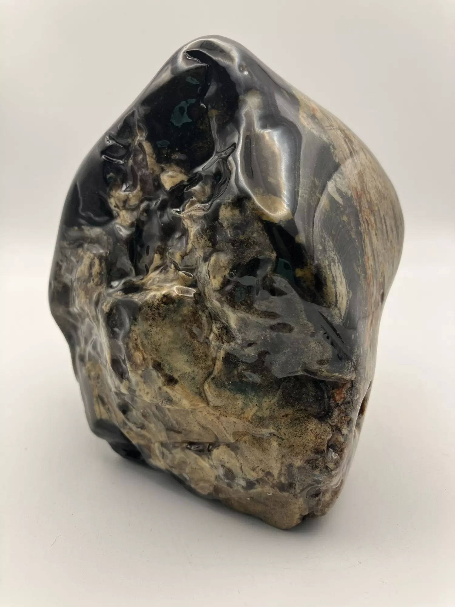 plant/Opalized Dino Bone - Polished - 1lb 14.70oz-1