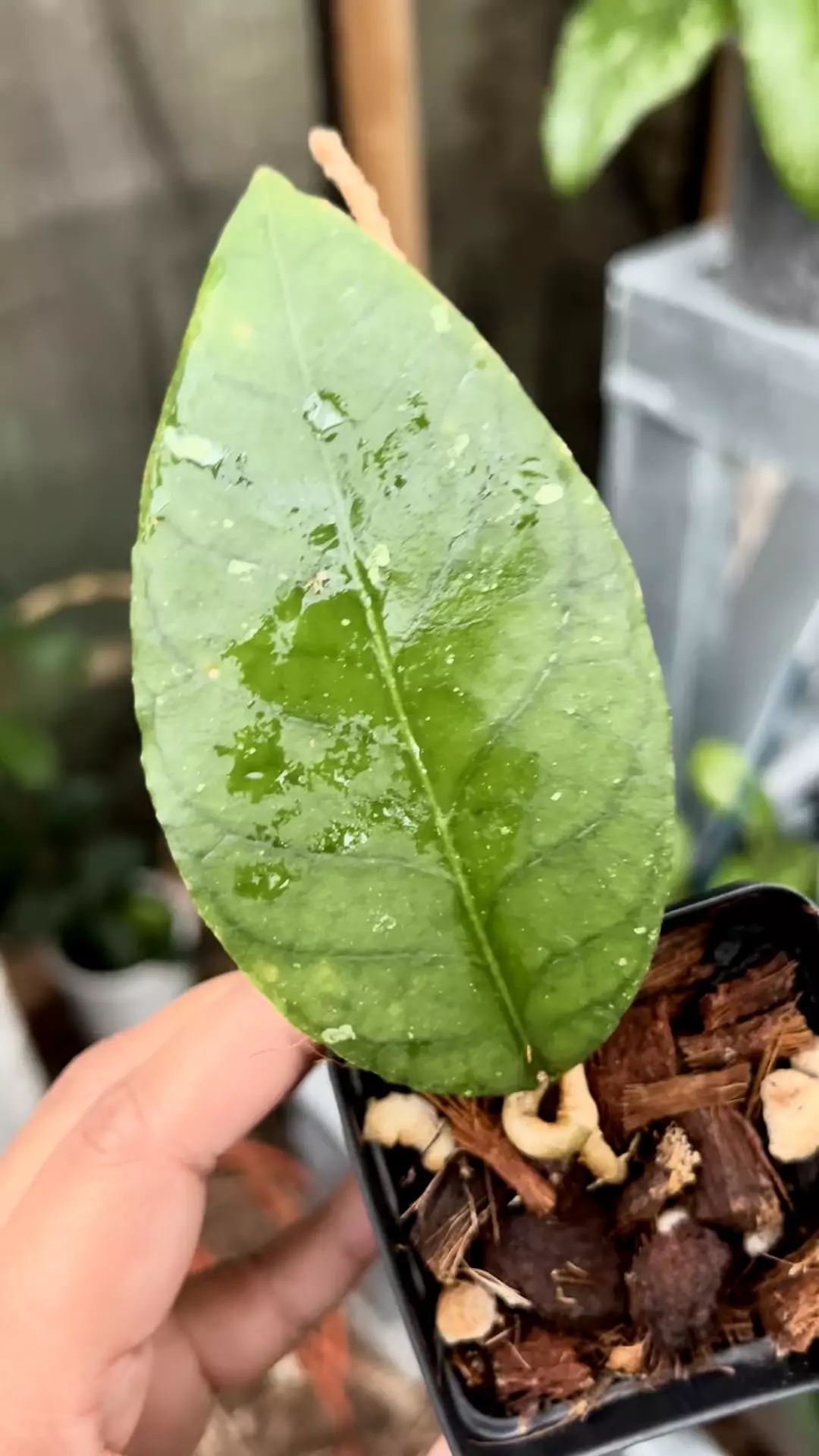 plant/Hoya Aceh Permata Musara-0