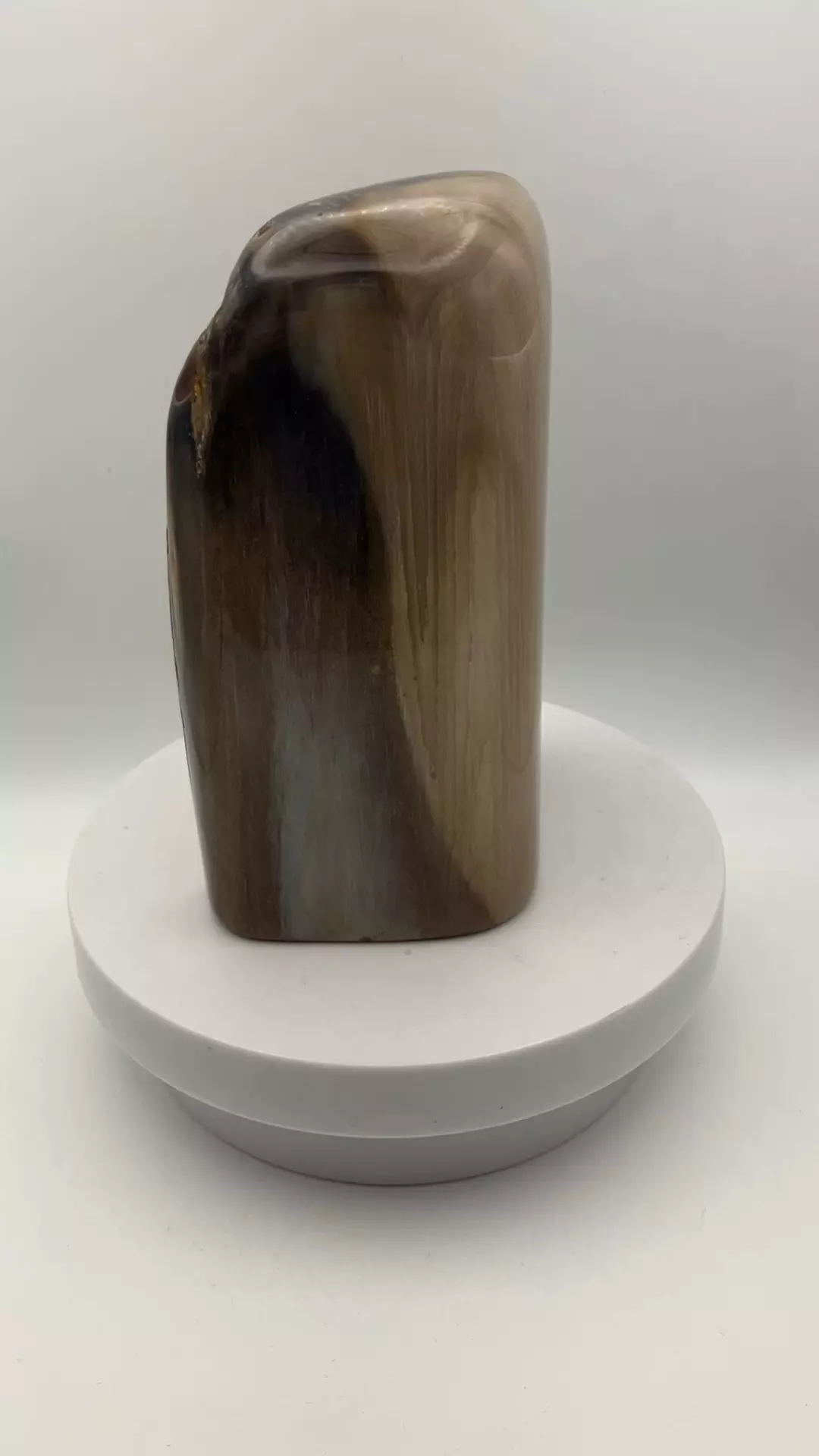plant/Stinking Water Oak Petrified Wood - Agatized - Polished - 2lbs 1.10oz-4