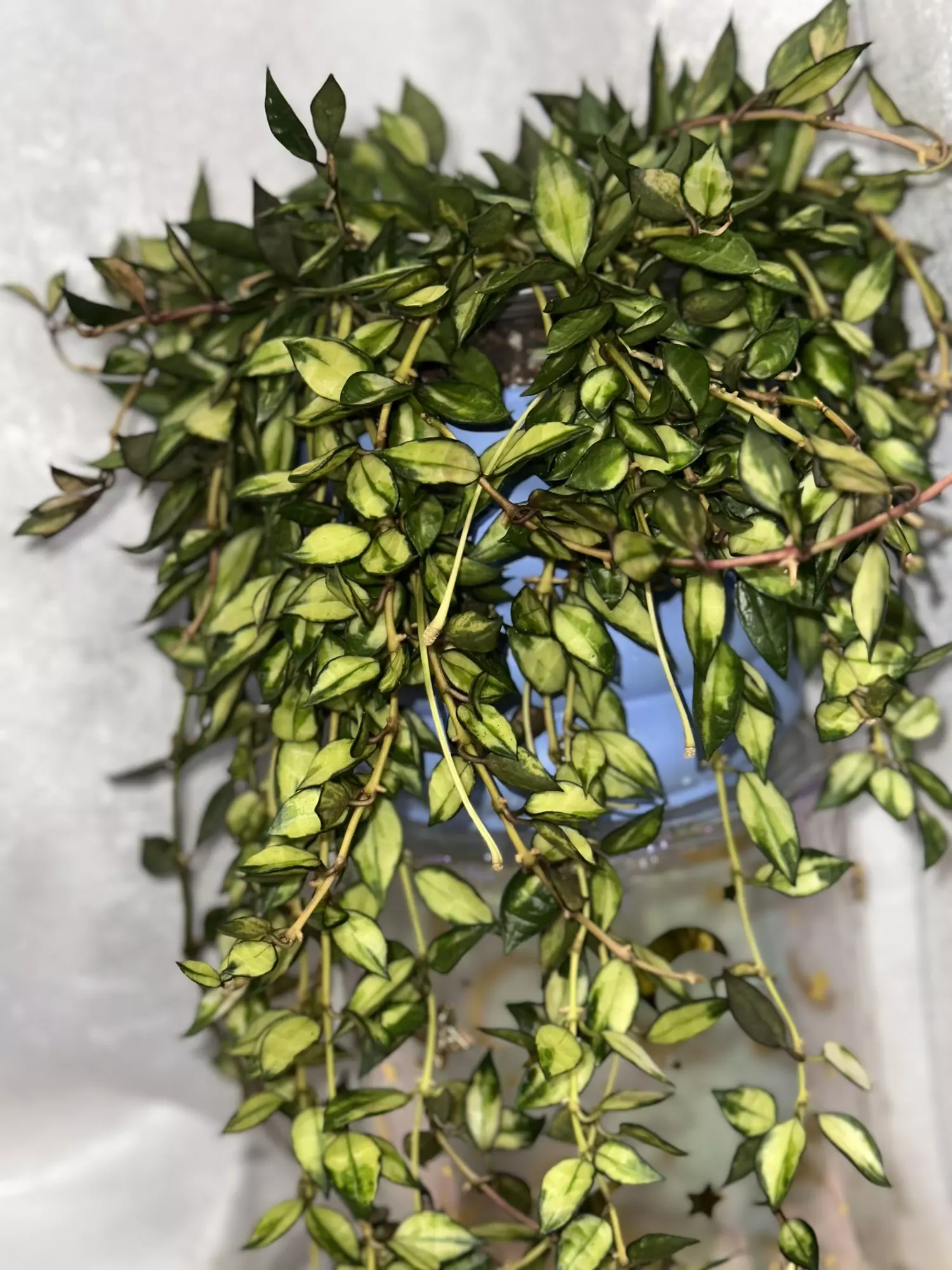 plant/Cutting! Hoya lacunosa variegated-1