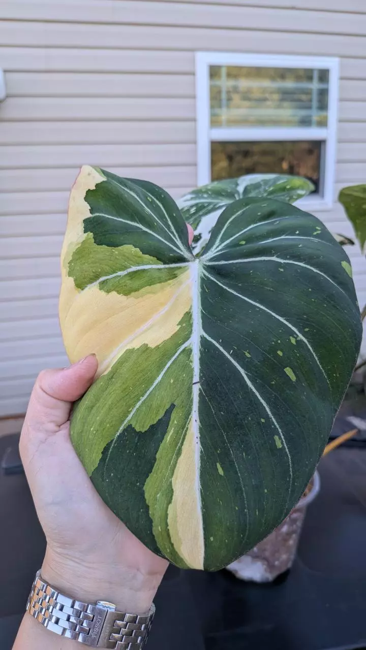 plant/1016C Large Tricolor Gloriosum 6 leaves-1
