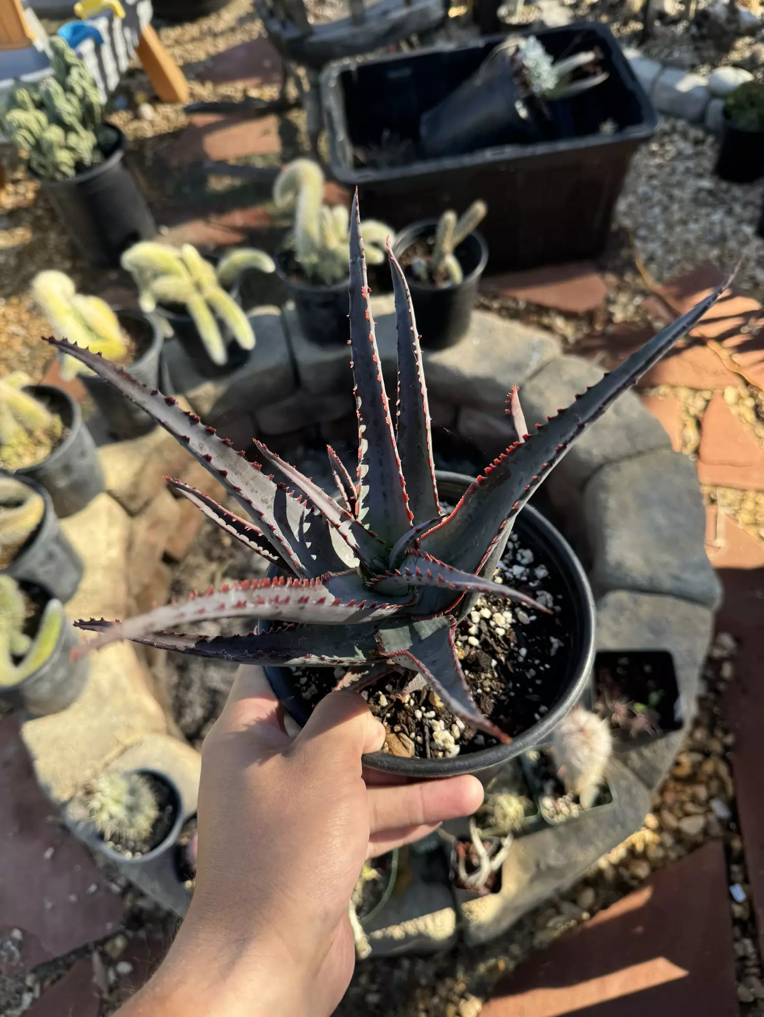 plant/Aloe Swordfish 6” pot-0