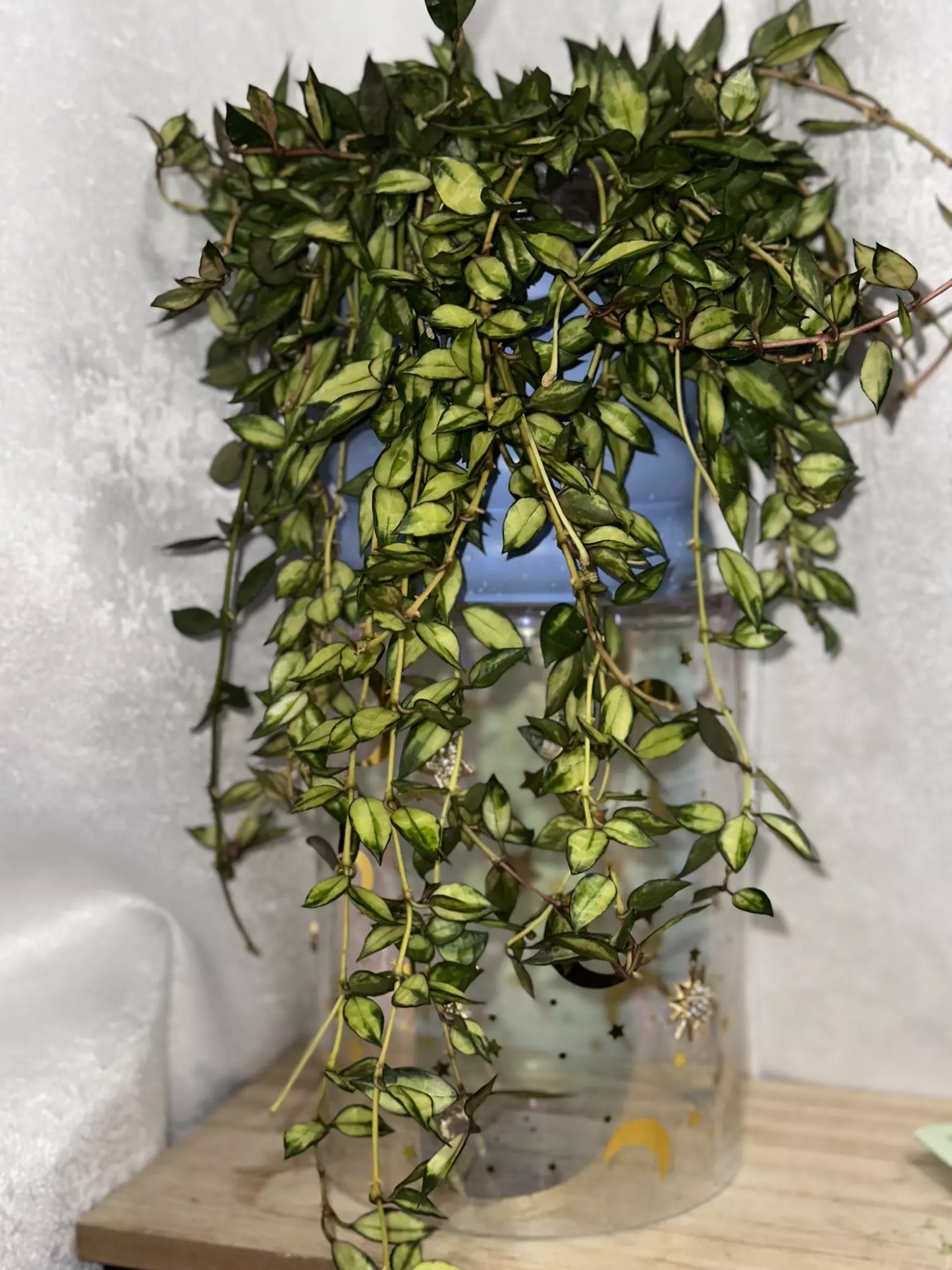 plant/Cutting! Hoya lacunosa variegated-0