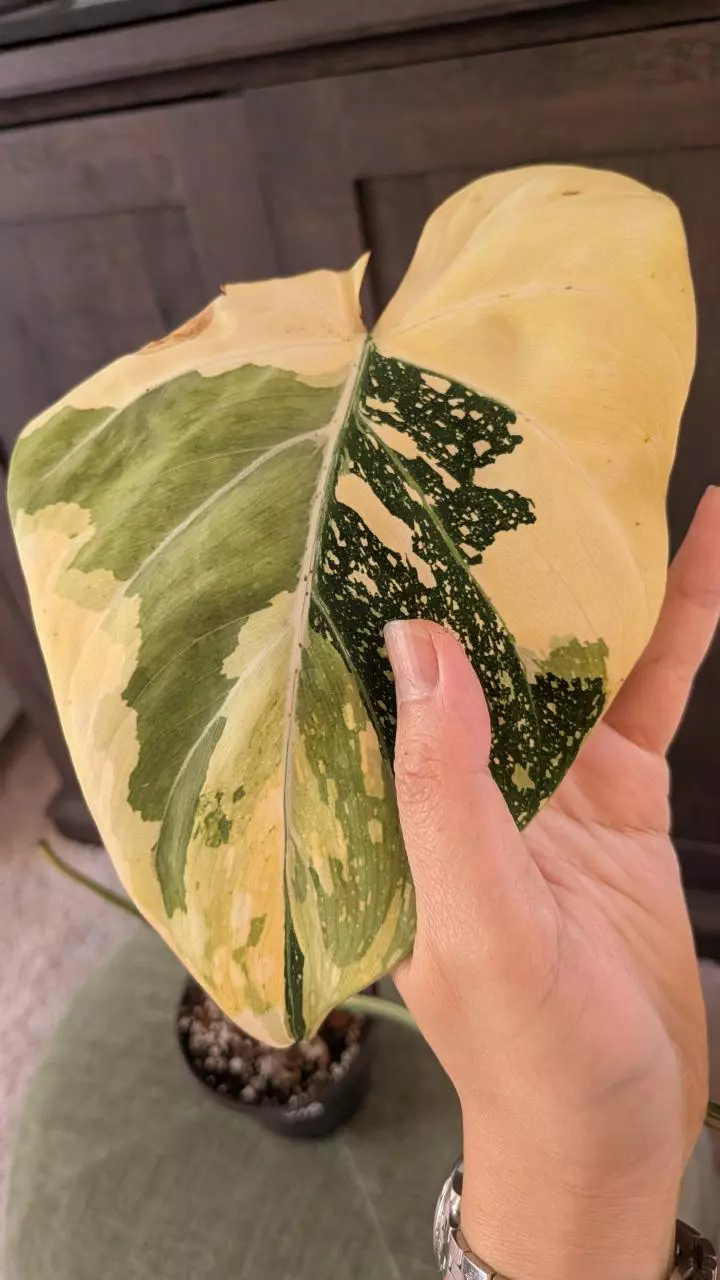 plant/1018 Large Tricolor gloriosum two leaves-1