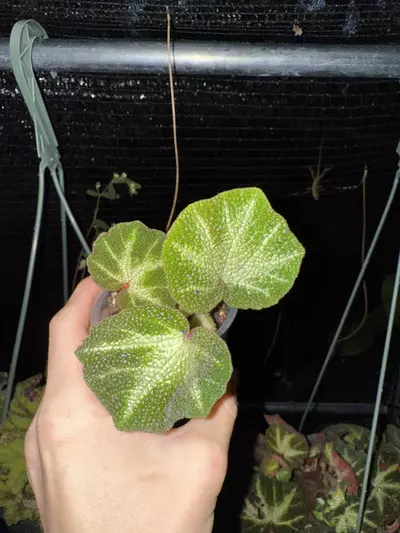 plant/Begonia soli mutata 2”-0-thumbnail