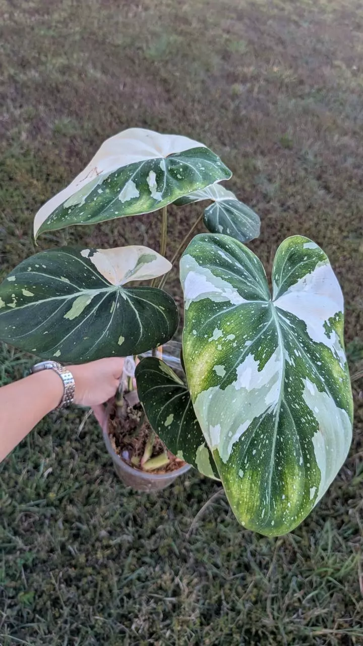plant/1016C Large Tricolor Gloriosum 6 leaves-2