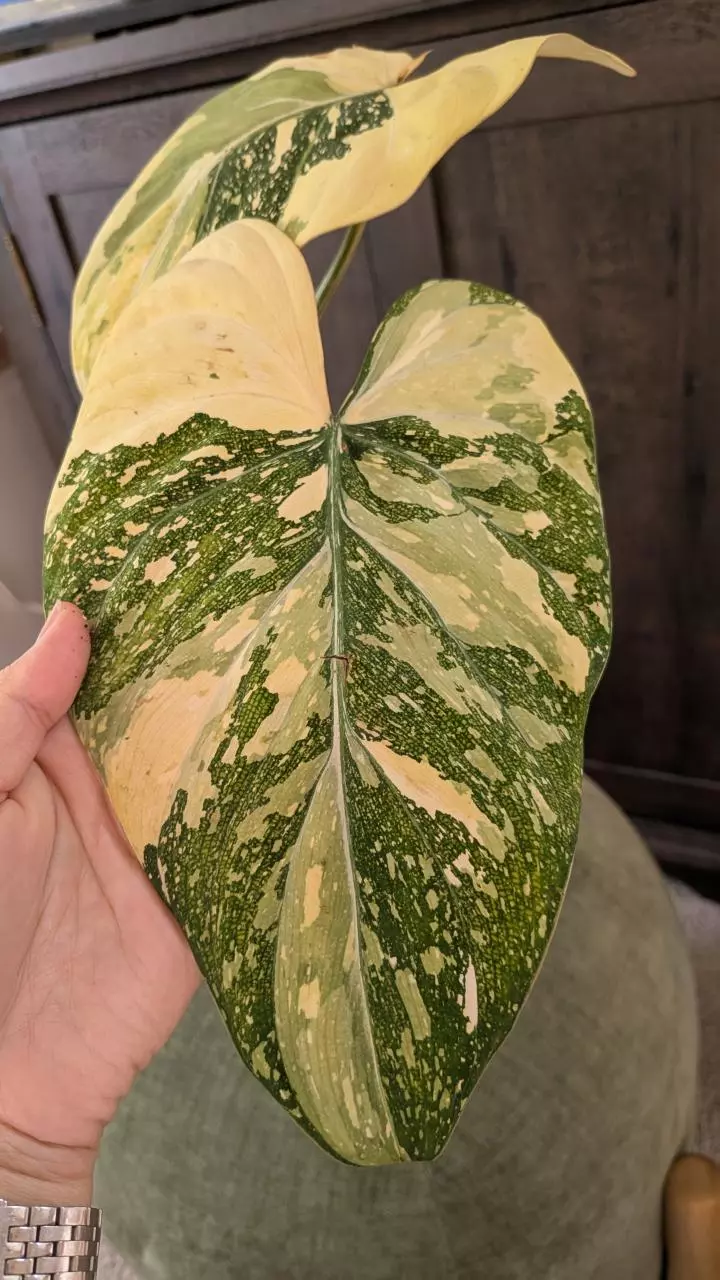 plant/1018 Large Tricolor gloriosum two leaves-0