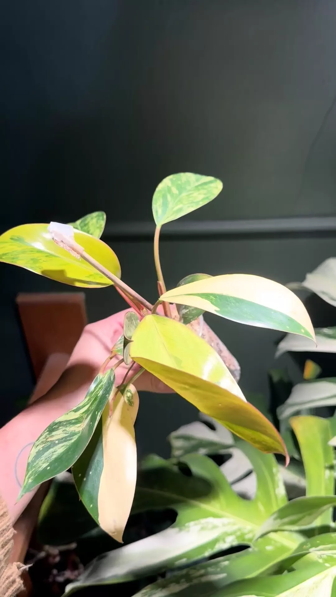 plant/Red Congo Variegated-0