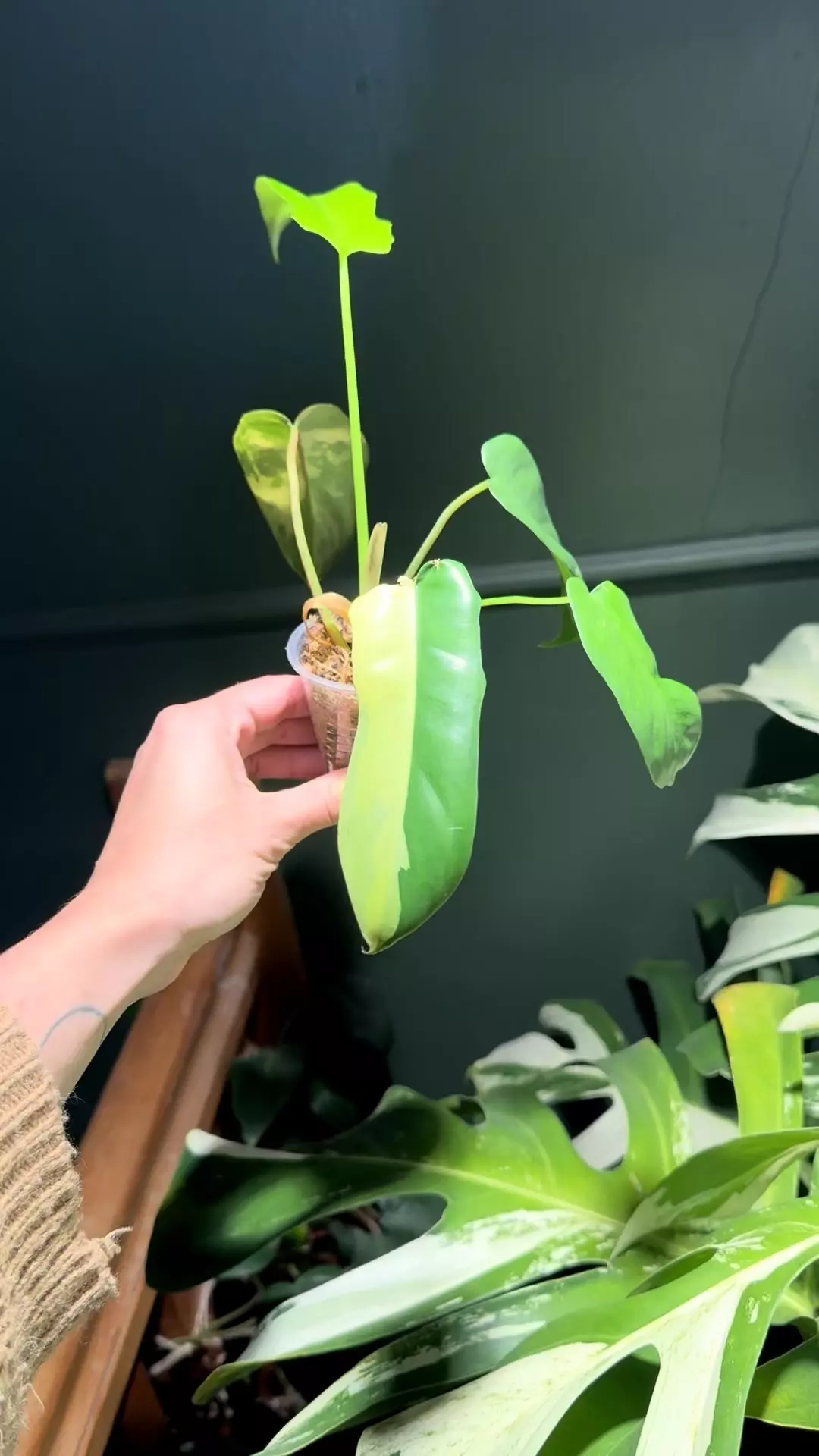 plant/Florida Beauty x Mayoi-0