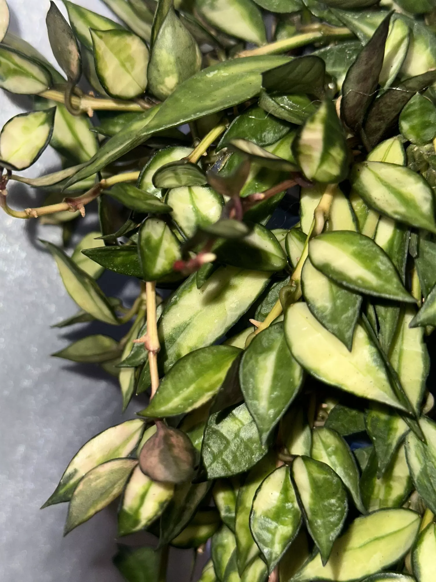 plant/Cutting! Hoya lacunosa variegated-2
