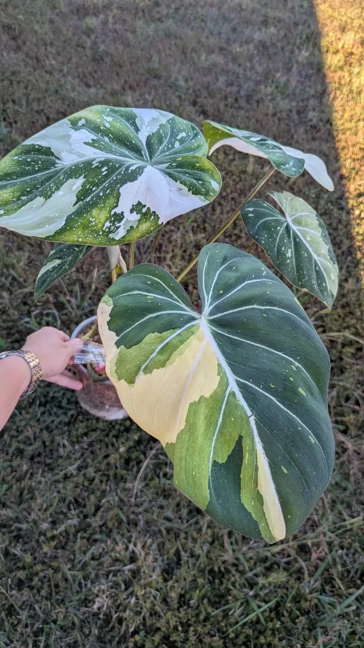 plant/1016C Large Tricolor Gloriosum 6 leaves-0