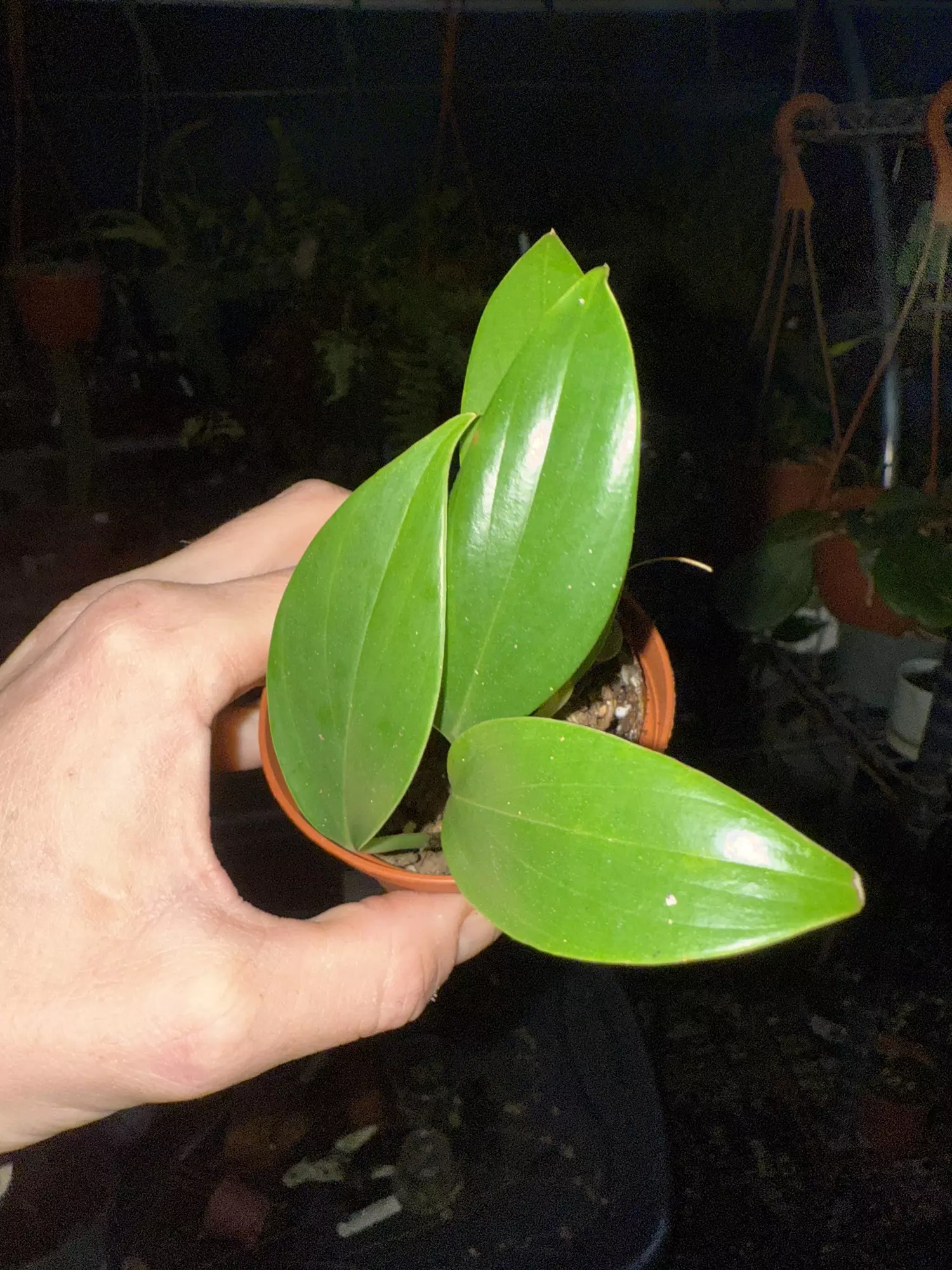 plant/Rhaph decursiva -0