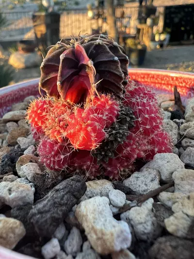 plant/Cute Gymno w/many pups-0-thumbnail