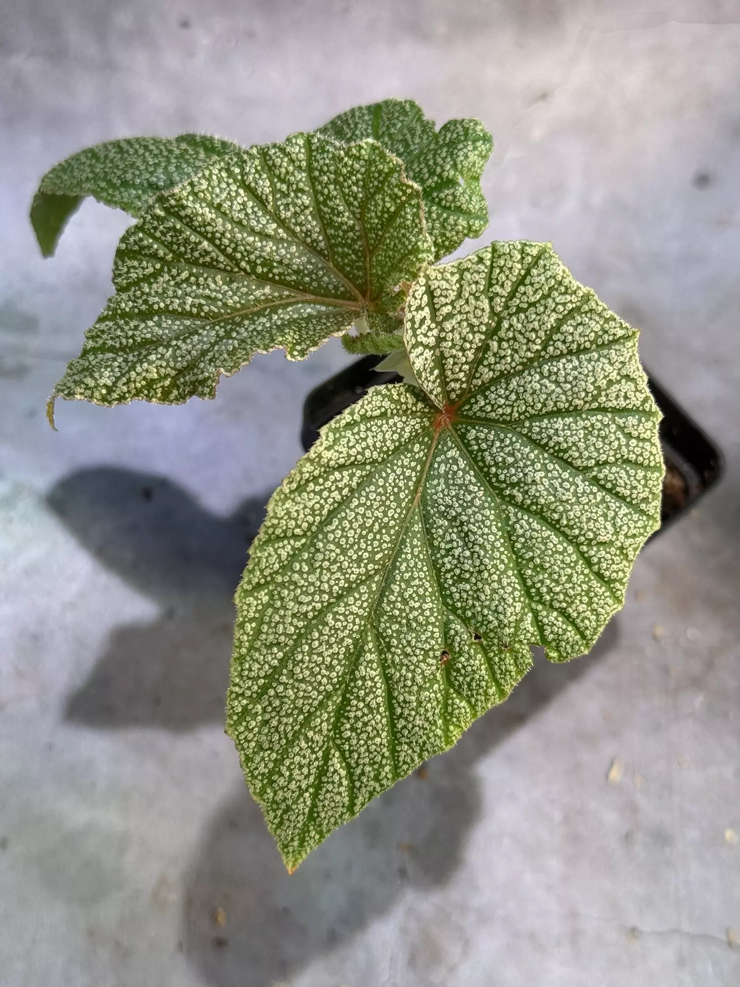plant/Pink sinbad begonia-0