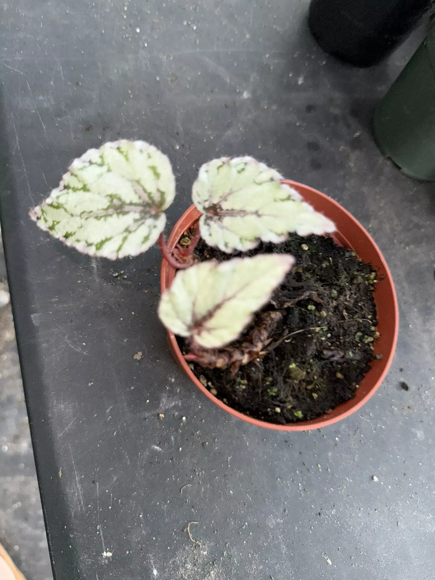 plant/Begonia merengue-0