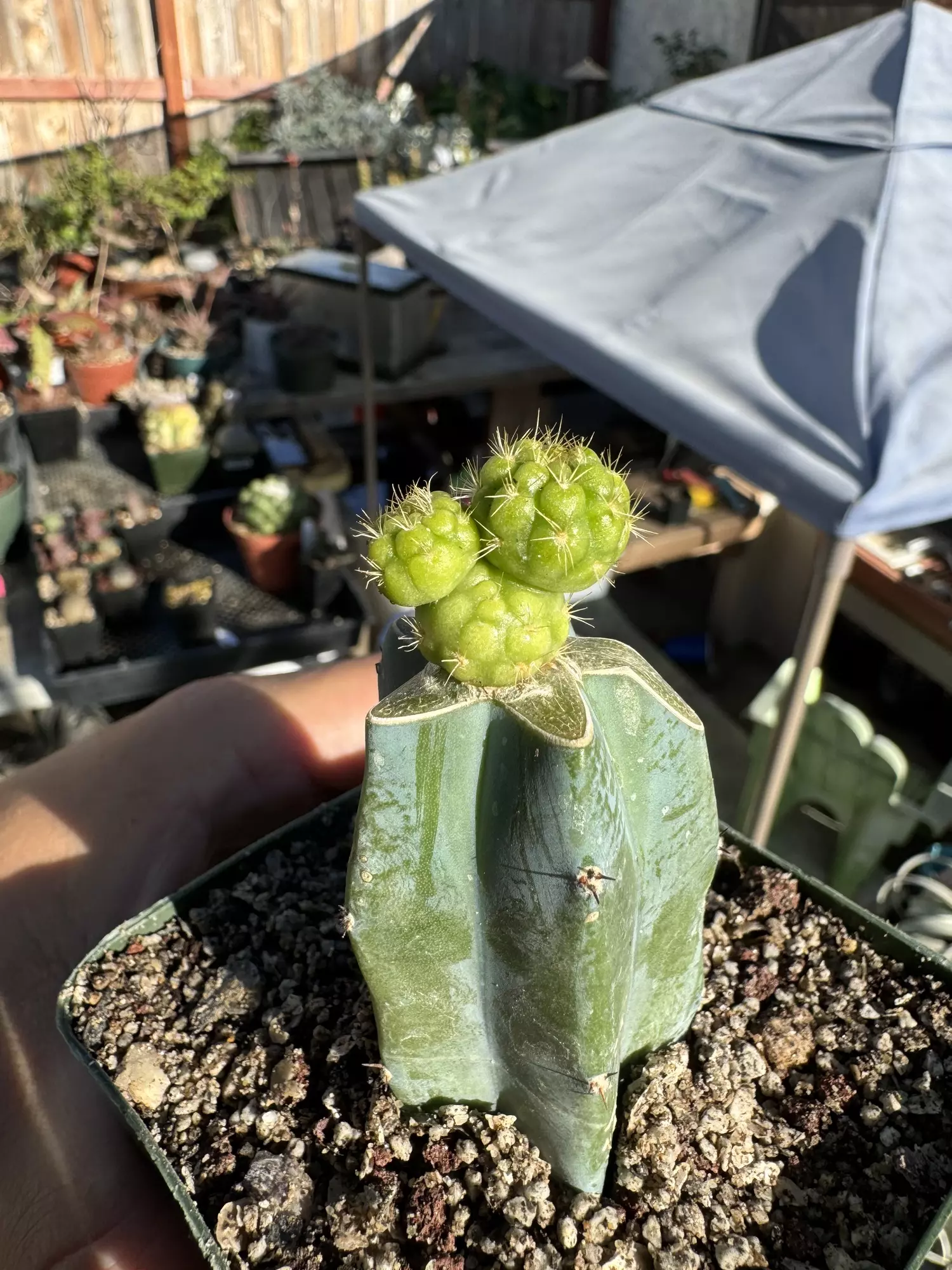 plant/Hulk Balls on graft-0