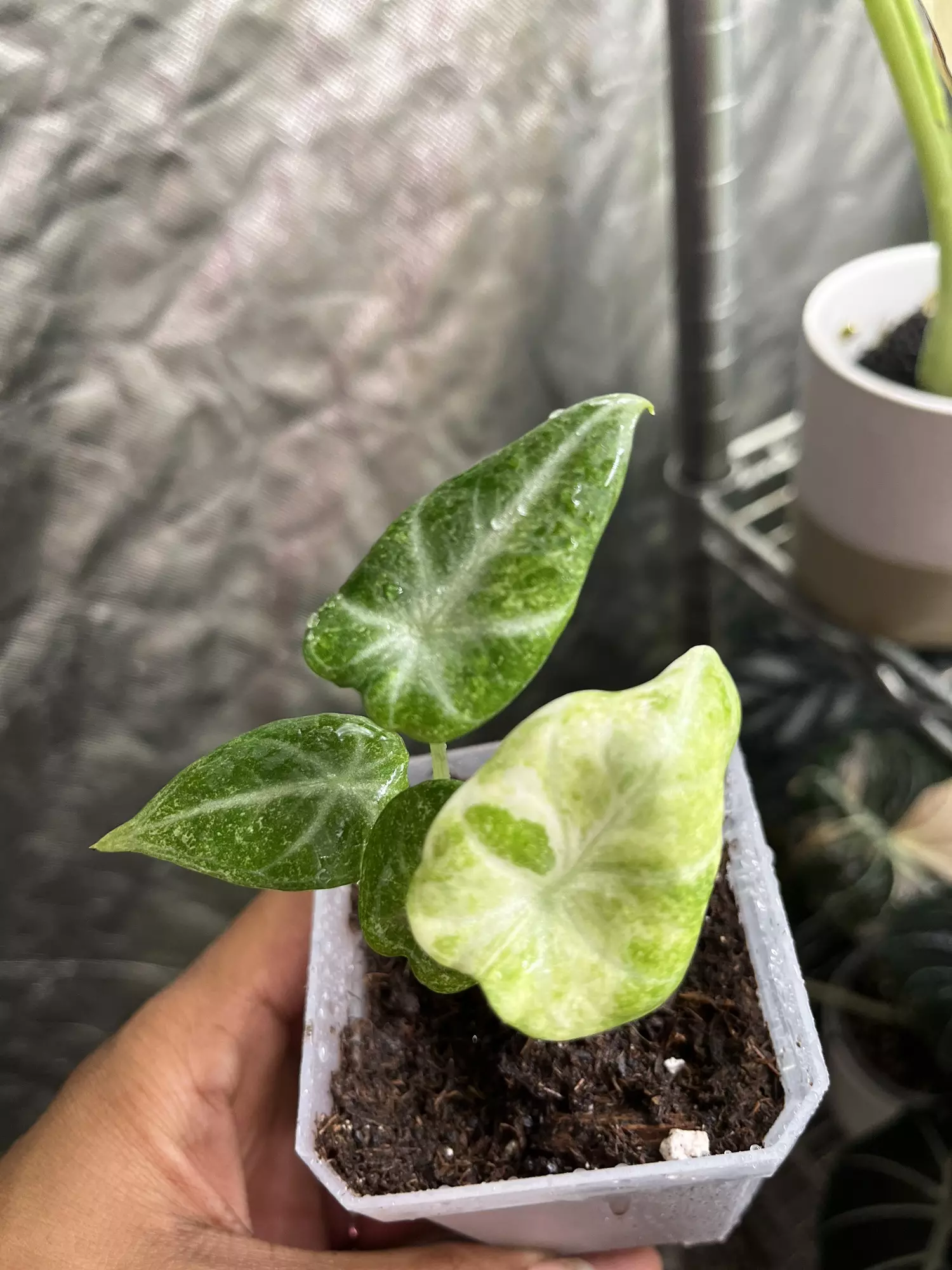 plant/Alocasia Ninja Tricolor-0