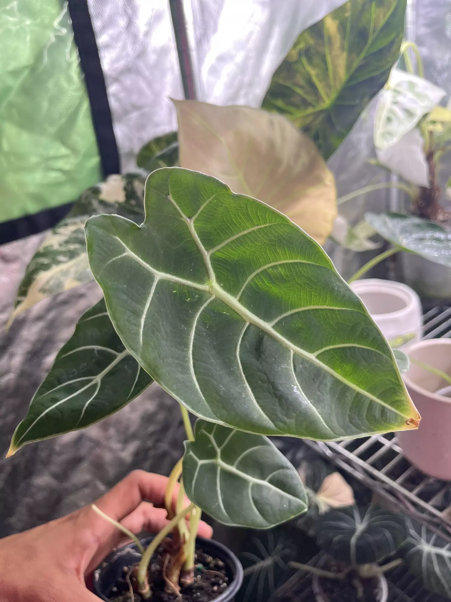 plant/Alocasia Watsoniana-0