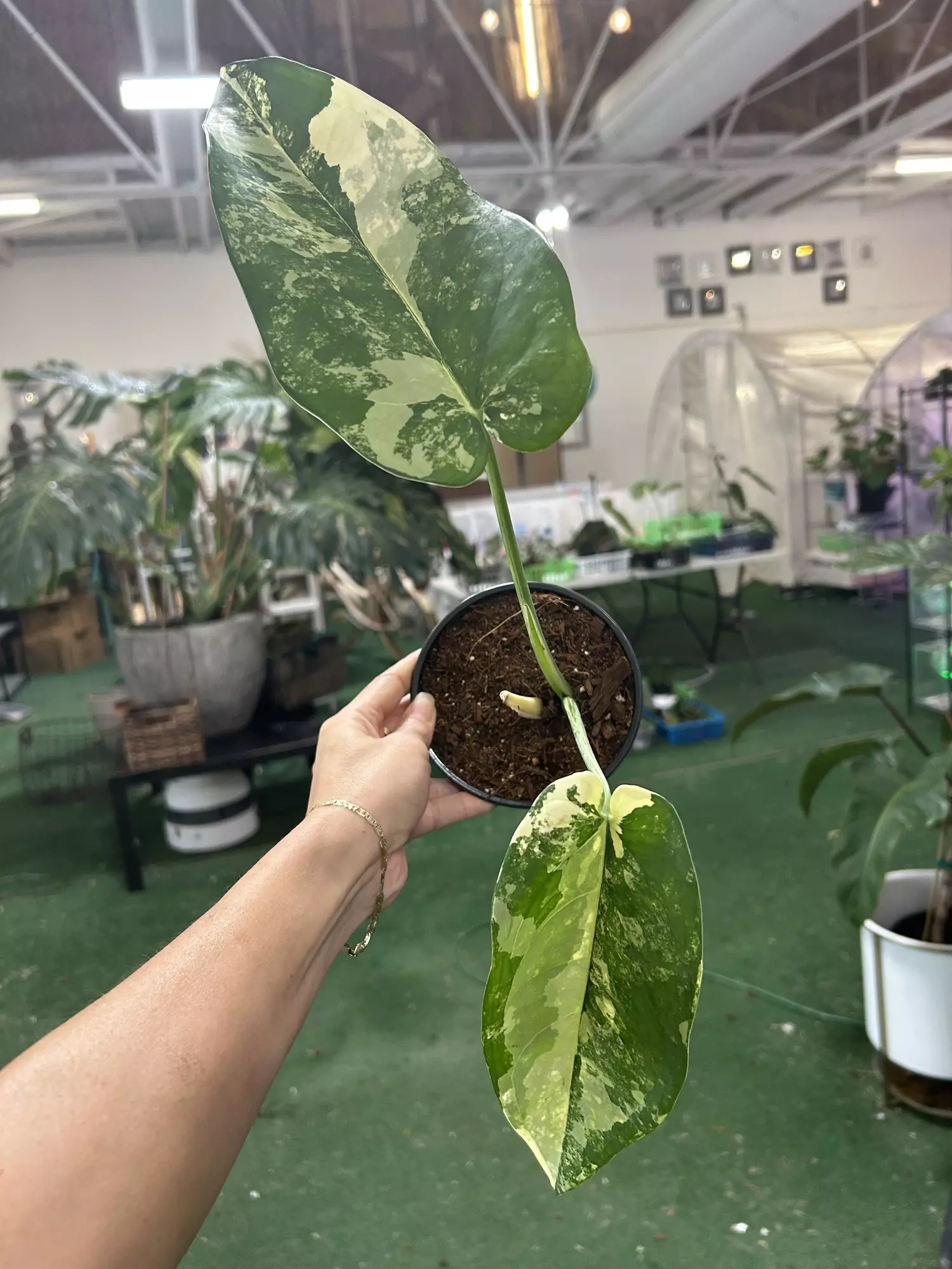 plant/Syngonium chiapense variegated 4”-0