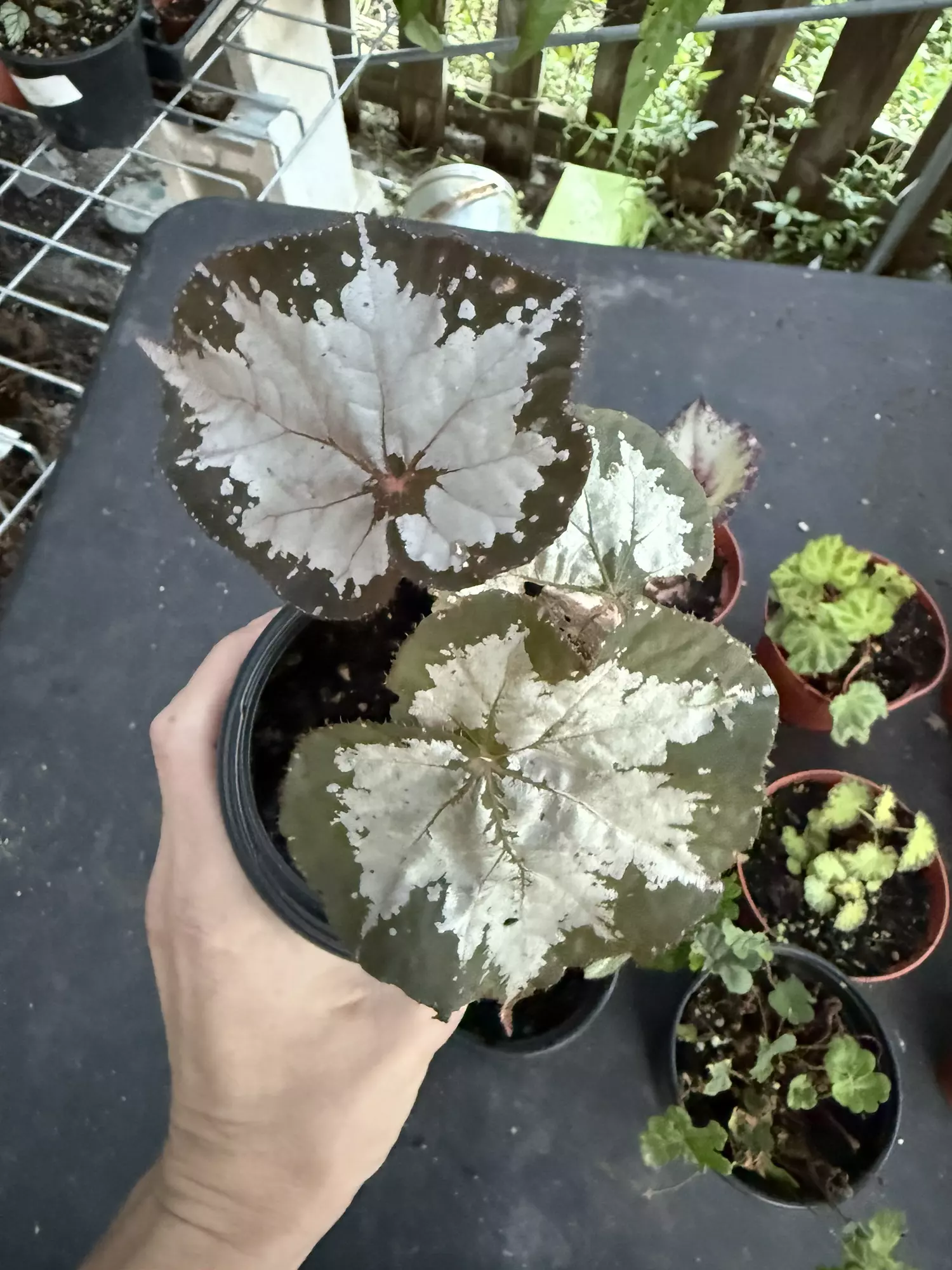 plant/Begonia Komodo dragon-0