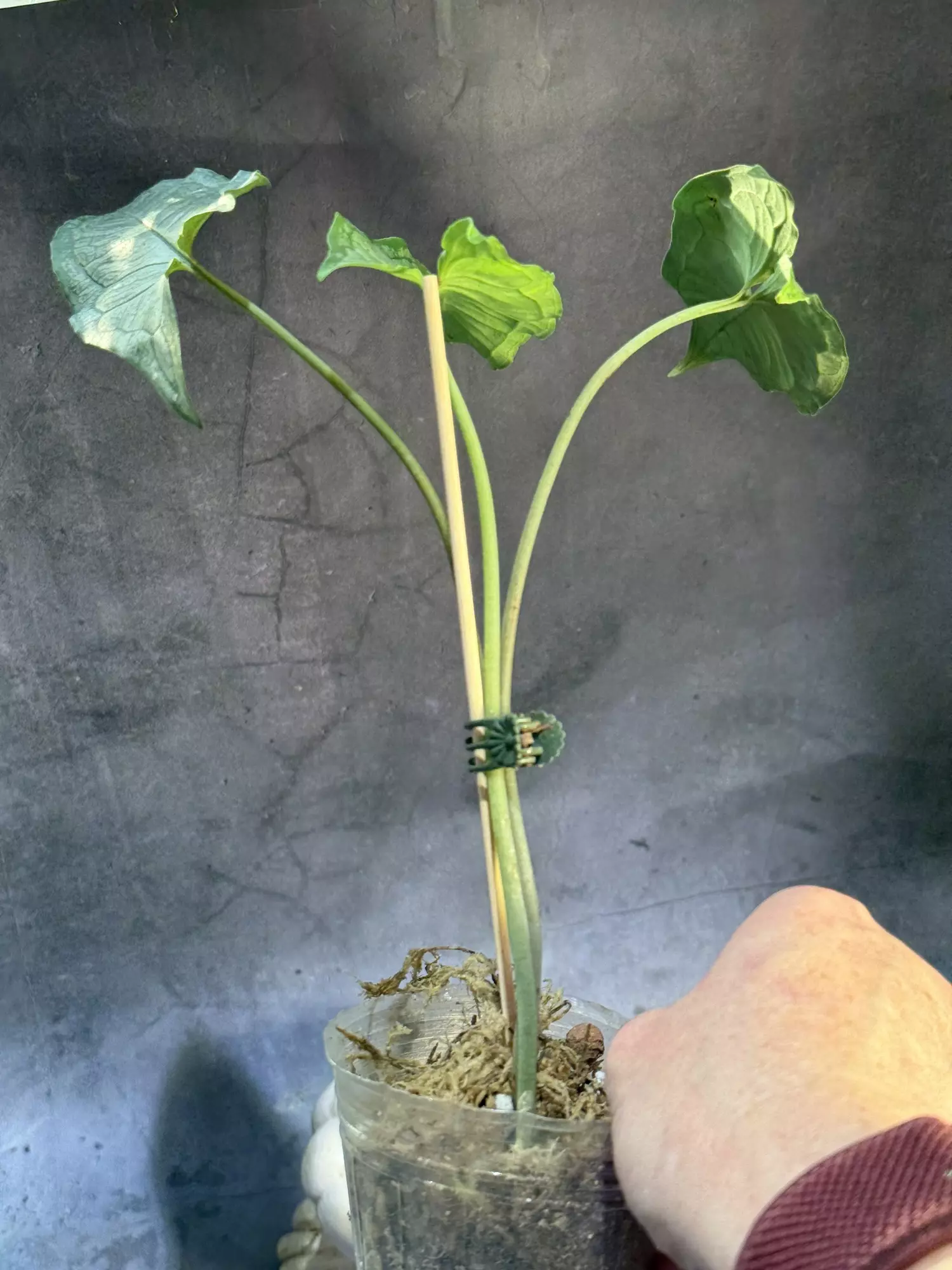 plant/Hapaline appendiculata terrarium plant-4