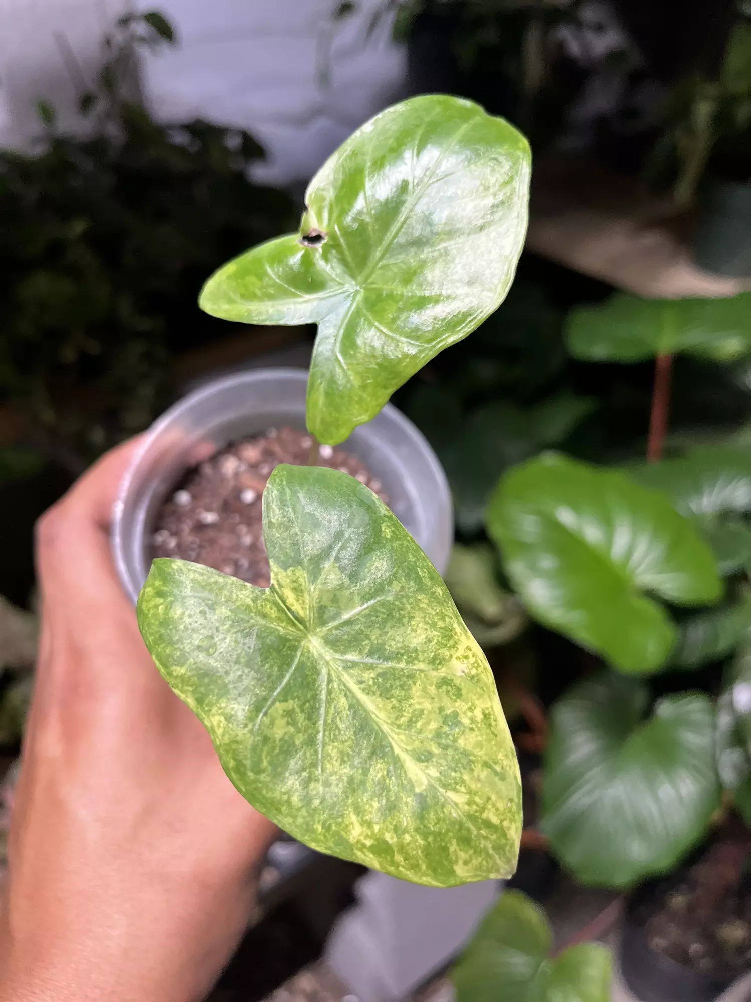 plant/Alocasia Pink Dragon Aurea-0