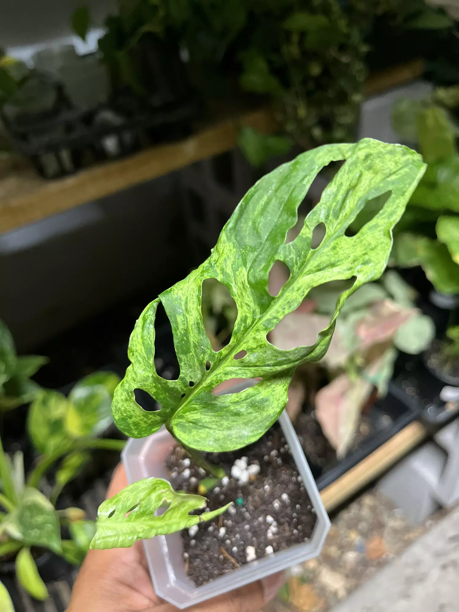 plant/Monstera Adansonii Mottled mint rooted top cut-0