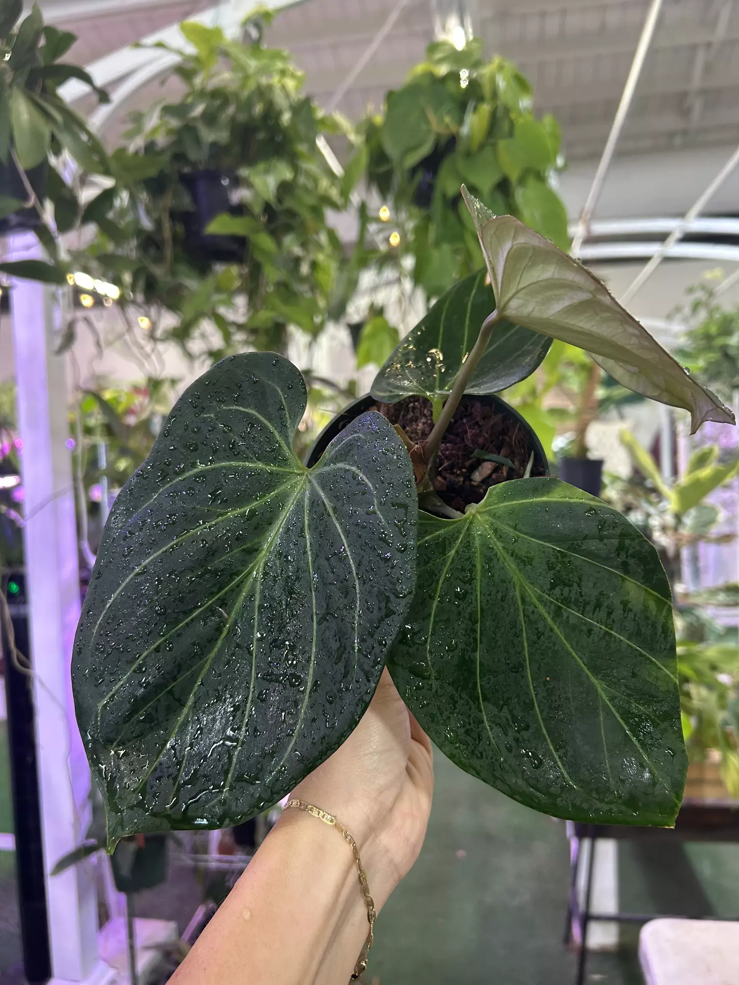 plant/Anthurium KOS 4”-0