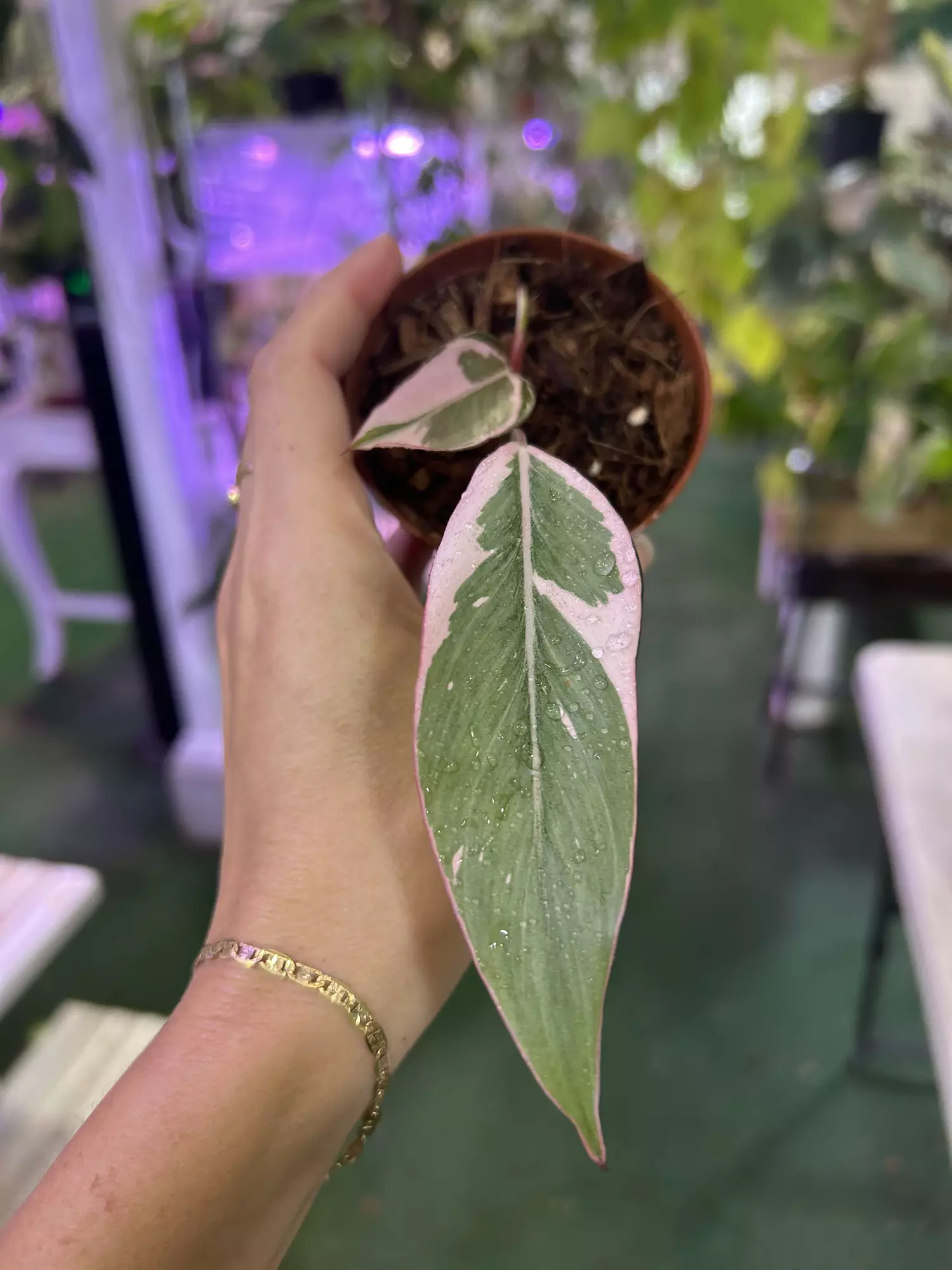 plant/Philodendron Pink Princess Mutation 3”-0