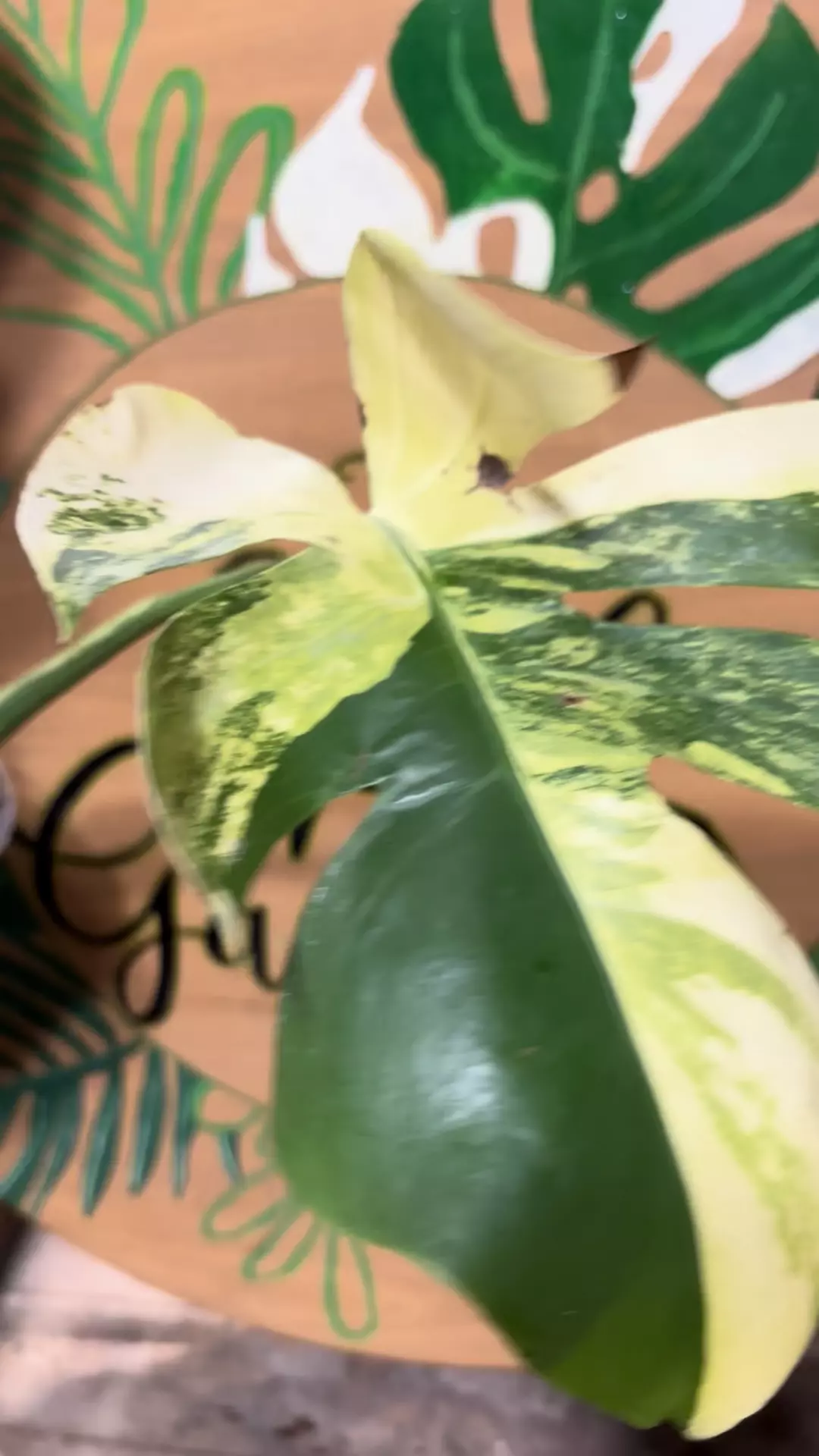 plant/Monstera aurea / poping baby-1